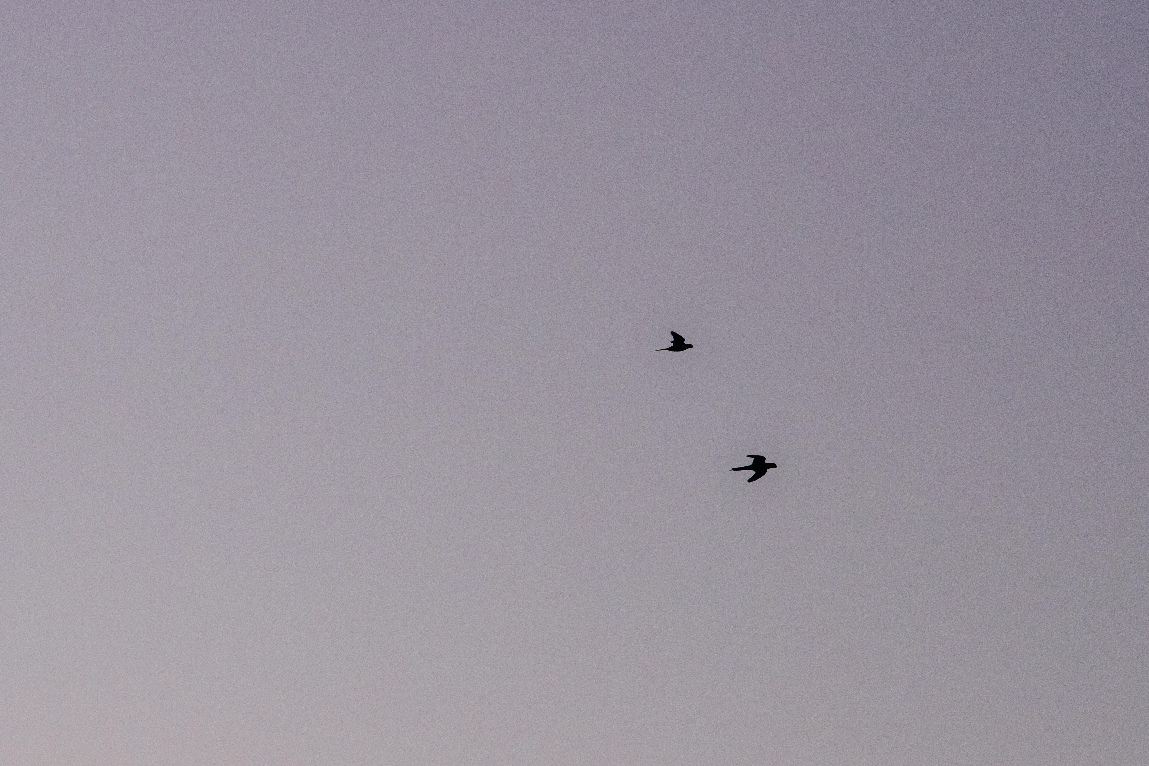 birds #4