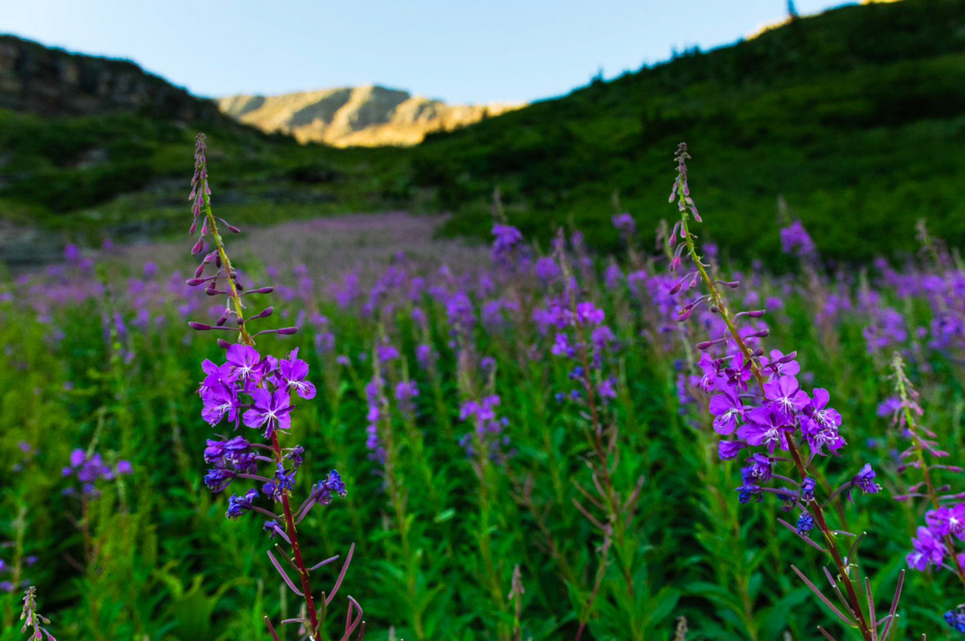 Fireweed along the Going-to-the-Sun Road.Glacier National ParkJuly 31, 2015PENTAX K-3, Sigma 18-35mm f/1.8 DC HSM ArtISO 800 18 mm  ¹⁄₅₀₀ sec at ƒ / 3.5