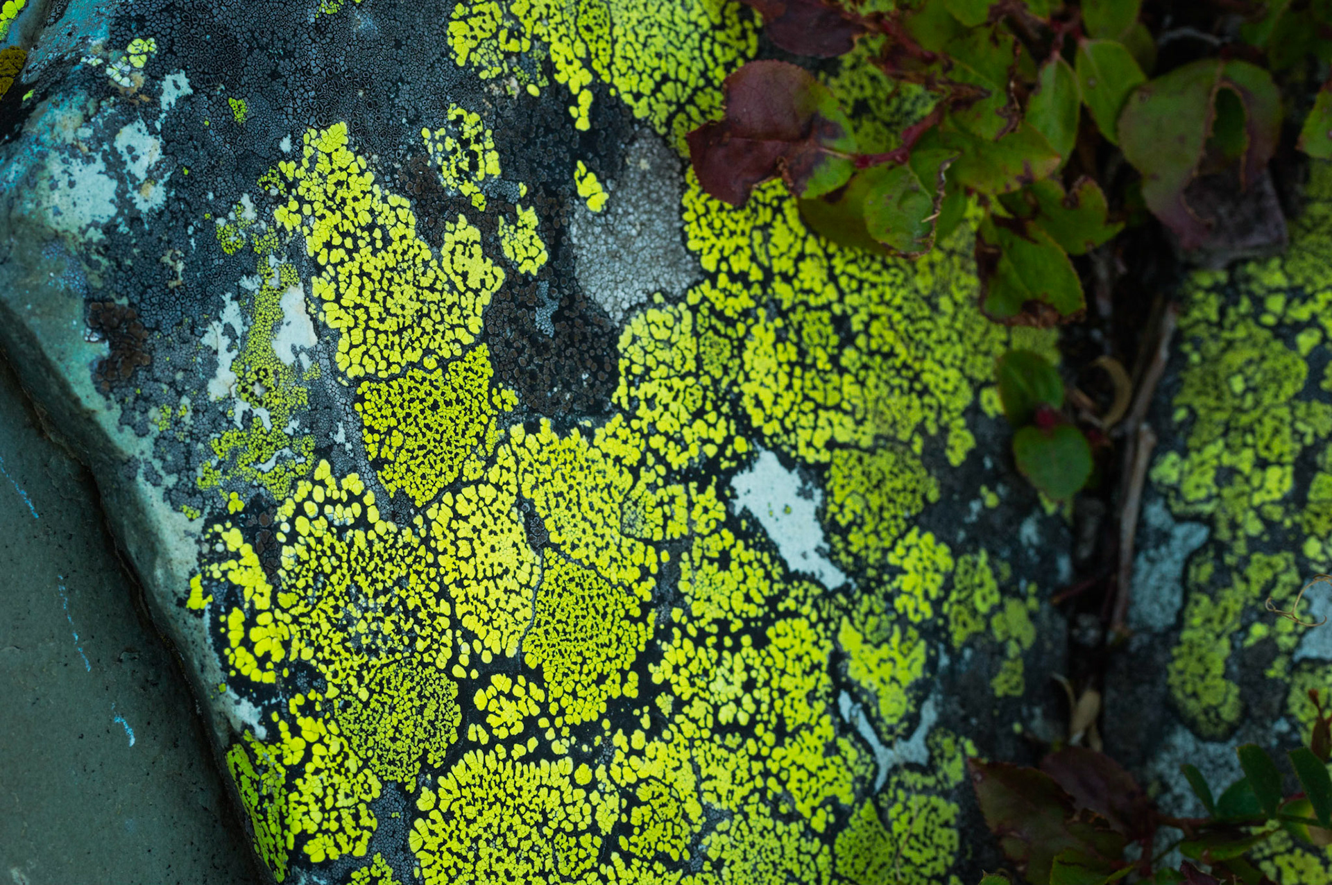 m o s a i c  14055Glacier National ParkJuly 29, 2015PENTAX K-3, smc PENTAX-F MACRO 50mm F2.8ISO 400 50 mm  ¹⁄₁₃ sec at ƒ / 14