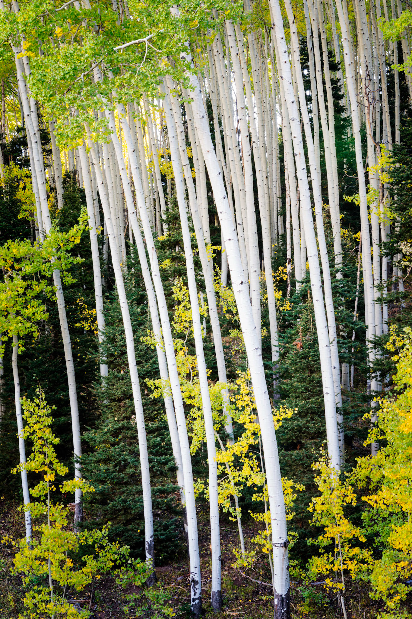 Curves and lines of an aspen grove near Ridgway, Colorado.Uncompahgre National ForestColoradoSeptember 29, 2017PENTAX K-1, TAMRON 28-300mm F3.5-6.3 Ultra zoom XRISO 100 100 mm  5.0 sec at ƒ / 18