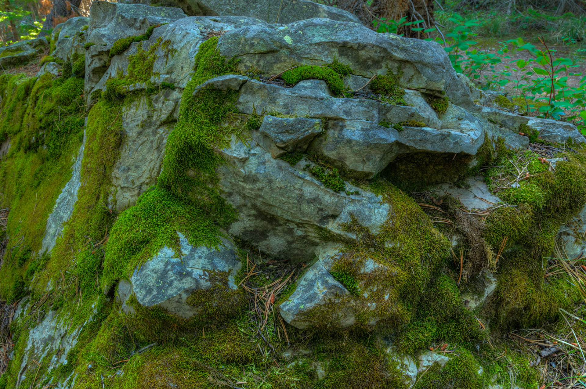 Somewhere along the trail by Swiftcurrent Lake.Glacier National ParkJuly 29, 2015This is an HDR image consisting of 5 exposures merged in Photomatix Pro. Additional processing in Lightroom and Photoshop.PENTAX K-3, Sigma 18-35mm f/1.8 DC HSM ArtISO 100 18 mm  1.6 sec at ƒ / 11