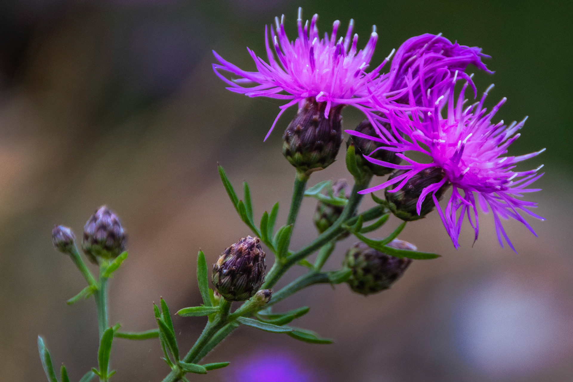 Spotted Knapweed, along the Swiftcurrent Creek, near the falls.Glacier National ParkJuly 27, 2015PENTAX K-3, Sigma 18-250mm f/3.5-6.3 DC OS HSMISO 800 148 mm  ¹⁄₁₆₀ sec at ƒ / 5.6
