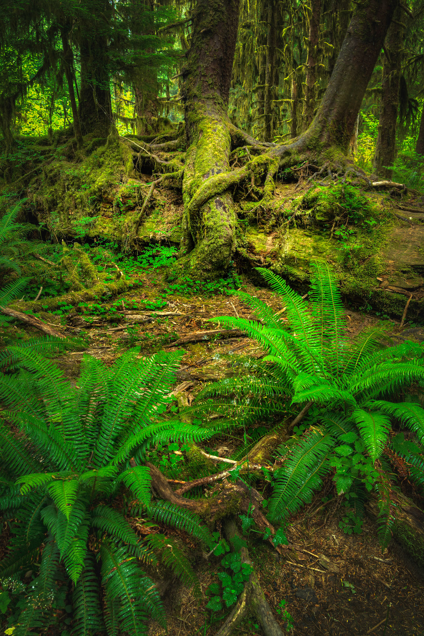 Hall of Mosses, in the Hoh Rainforest.Olympic National ParkWashingtonAugust 2, 2016This is an HDR image consisting of 5 exposures merged in Photomatix Pro. Additional processing in Lightroom and Photoshop.PENTAX K-1, TAMRON 28-300mm F3.5-6.3 Ultra zoom XRISO 100 28 mm  5.0 sec at ƒ / 11