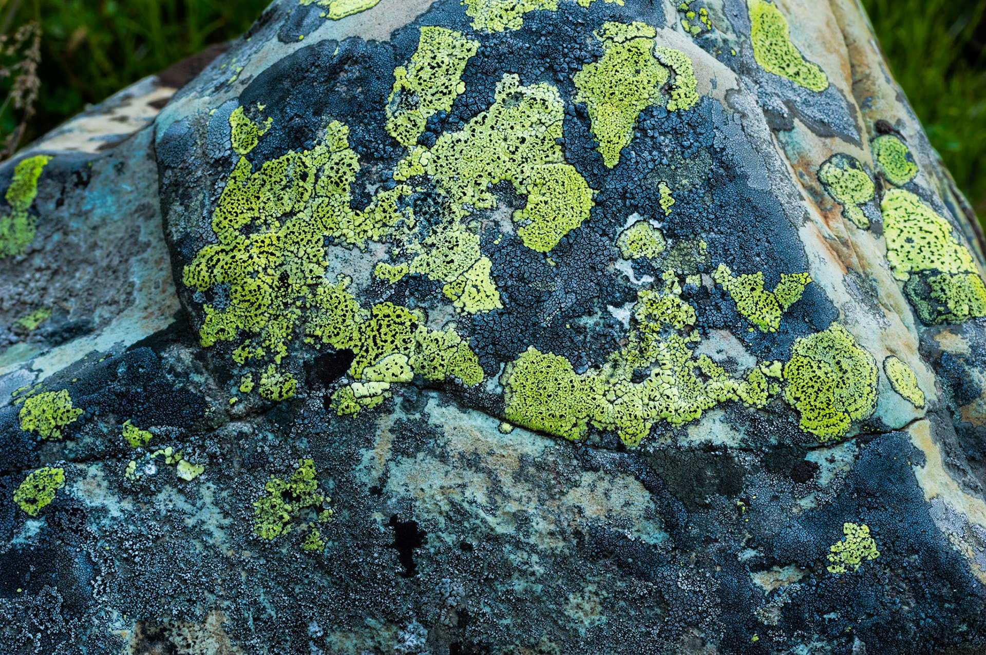 m o s a i c  14054Glacier National ParkJuly 29, 2015PENTAX K-3, smc PENTAX-F MACRO 50mm F2.8ISO 400 50 mm  ⅛ sec at ƒ / 14