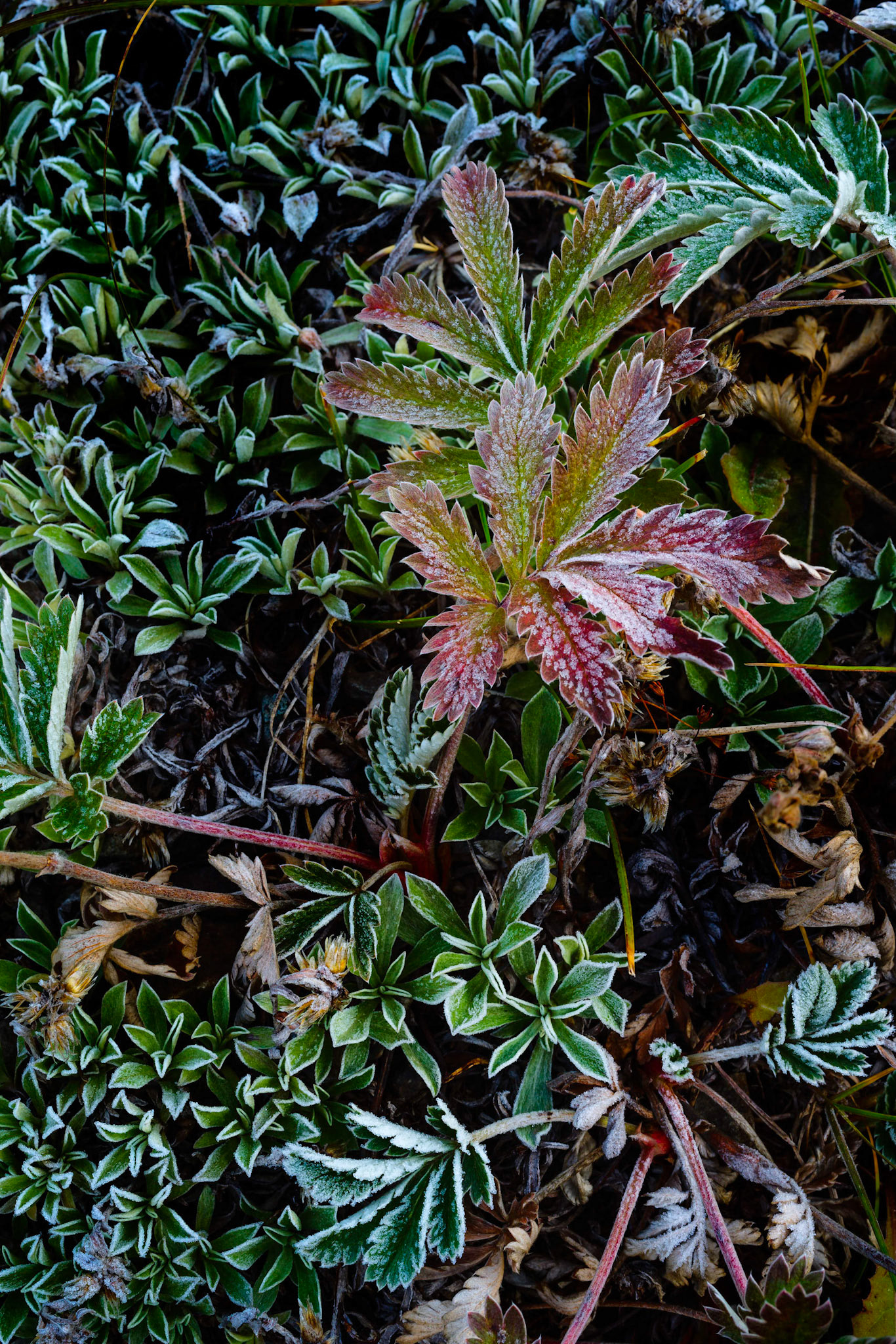 Frost on the vegetation near the shores of Crystal Lake.Uncompahgre National ForestColoradoSeptember 27, 2017PENTAX K-1, smc PENTAX-F MACRO 50mm F2.8ISO 100 50 mm  ¼ sec at ƒ / 16