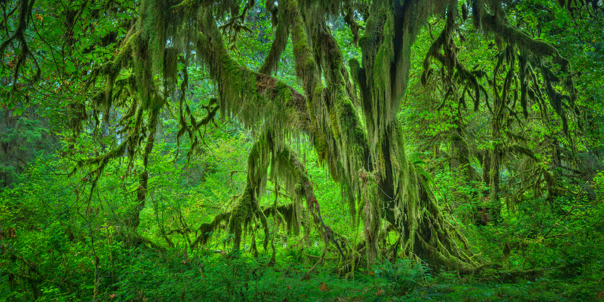In the Hall of Mosses, Hoh Rainforest.Olympic National ParkWashingtonAugust 2, 2016This is an HDR panoramic image consisting of 6 frames comprised of 5 exposures each. HDR processing performed in Photomatix Pro.  Panoramic stitching performed in Photoshop. Additional processing performed in Lightroom and Photoshop.PENTAX K-1, TAMRON 28-300mm F3.5-6.3 Ultra zoom XRISO 100 39 mm  2.5 sec at ƒ / 11