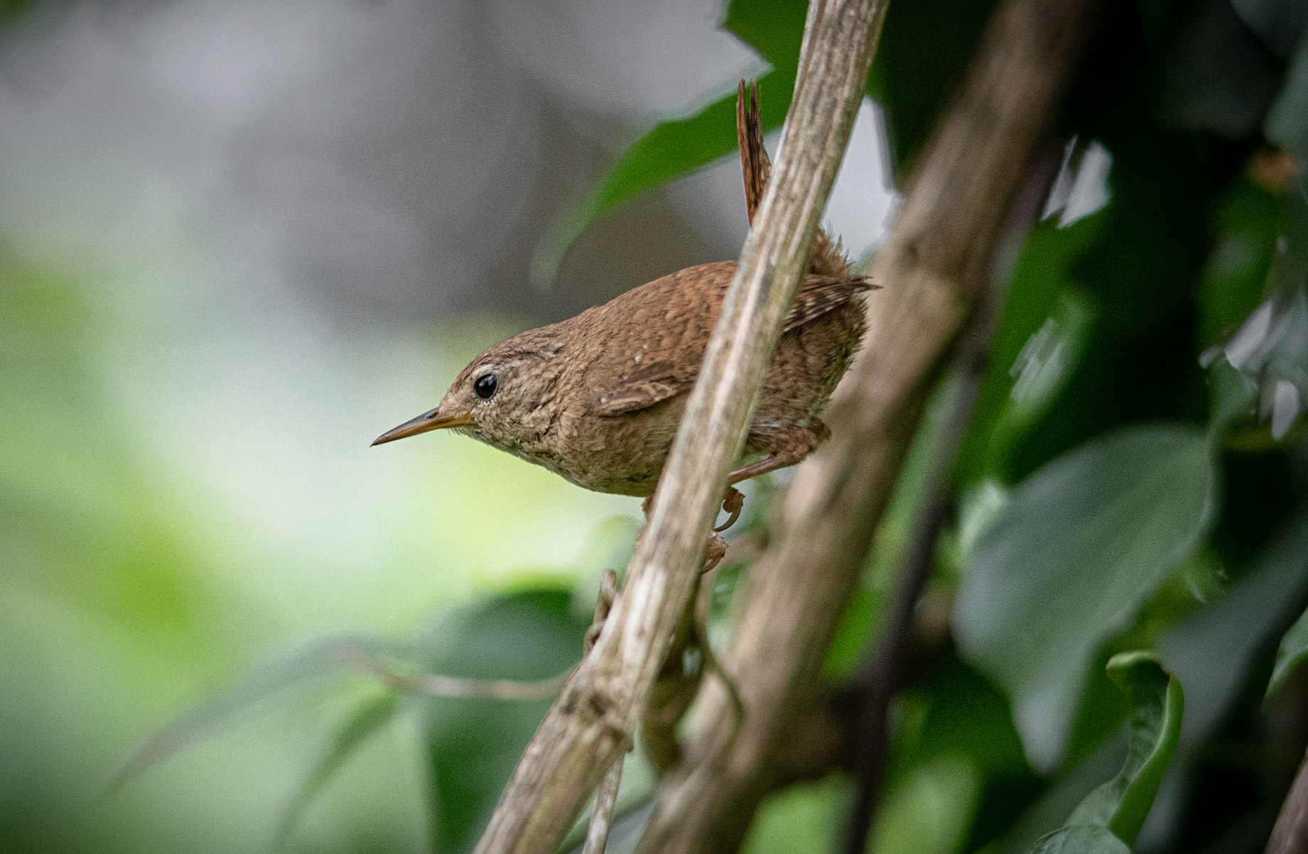 Wren
