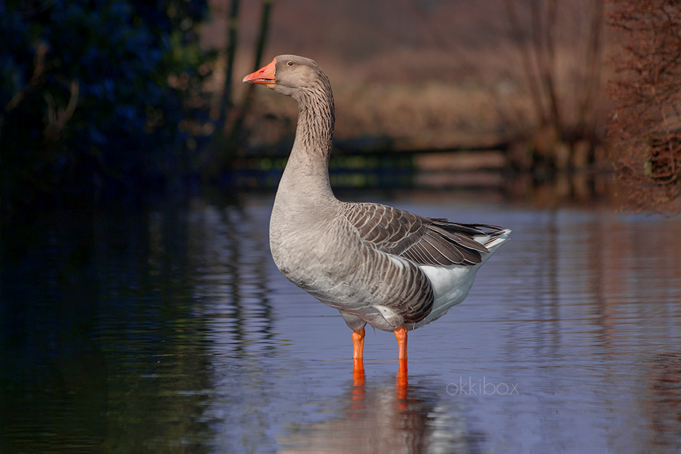 De koning van de Oude Weg (Grauwe gans)