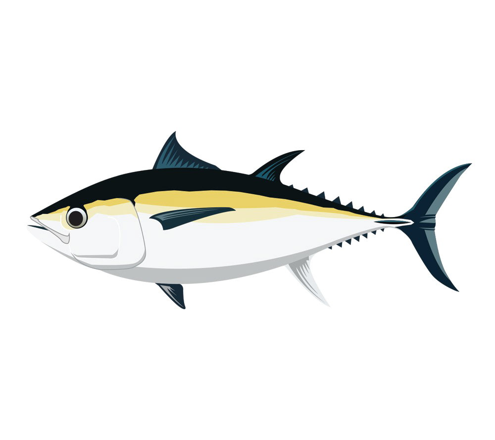 Download Fishboi Creative - Evan Wright - All the Tunas - Vector ...