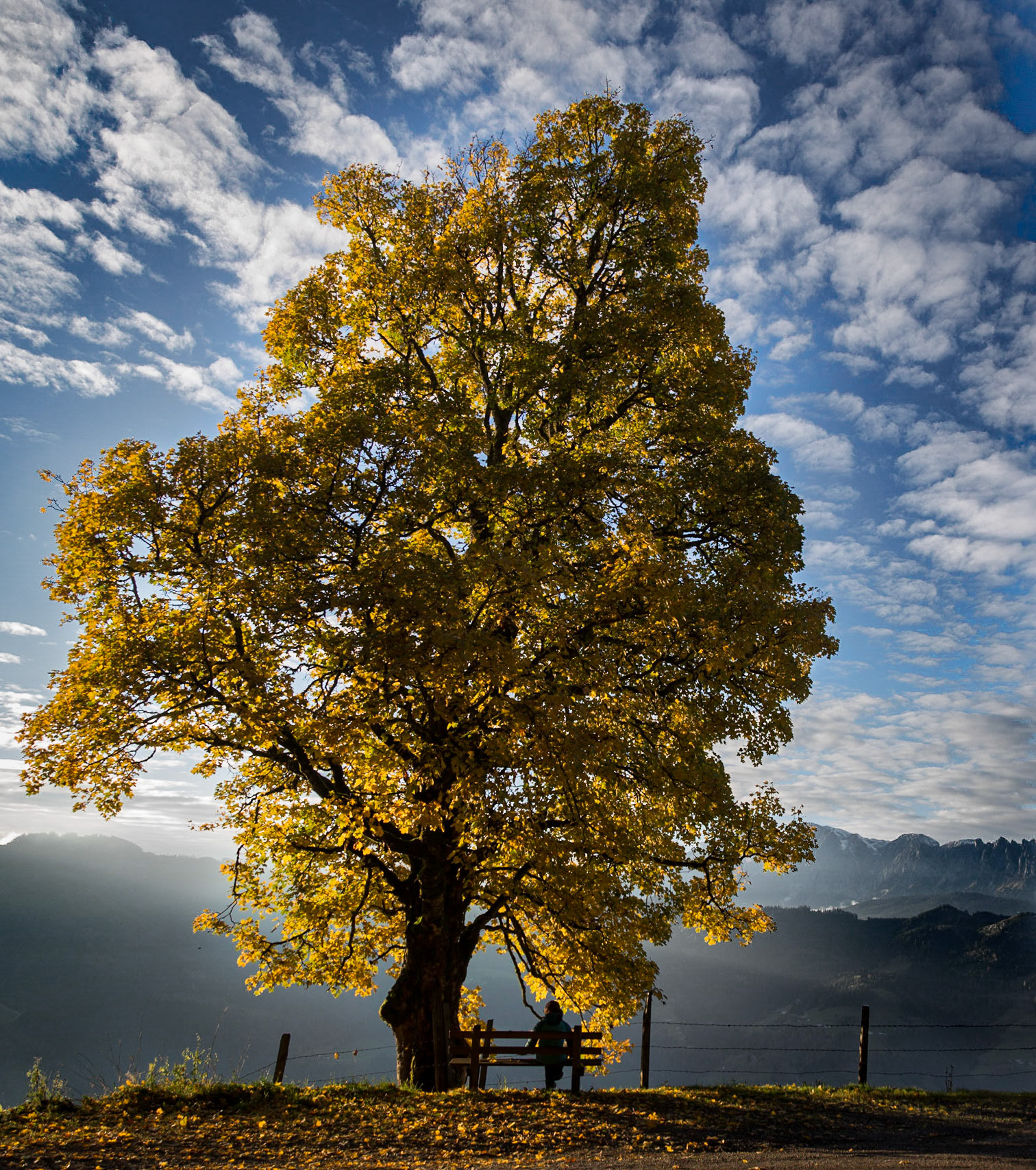 Magnificent yellow leaves of tree in the Austrian alps in fall 2015