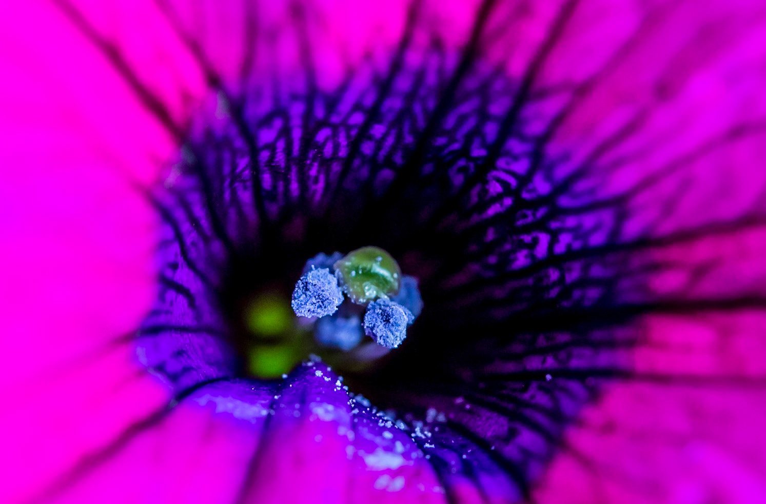 1:1 Macro of flower blossom showing pollen dust.