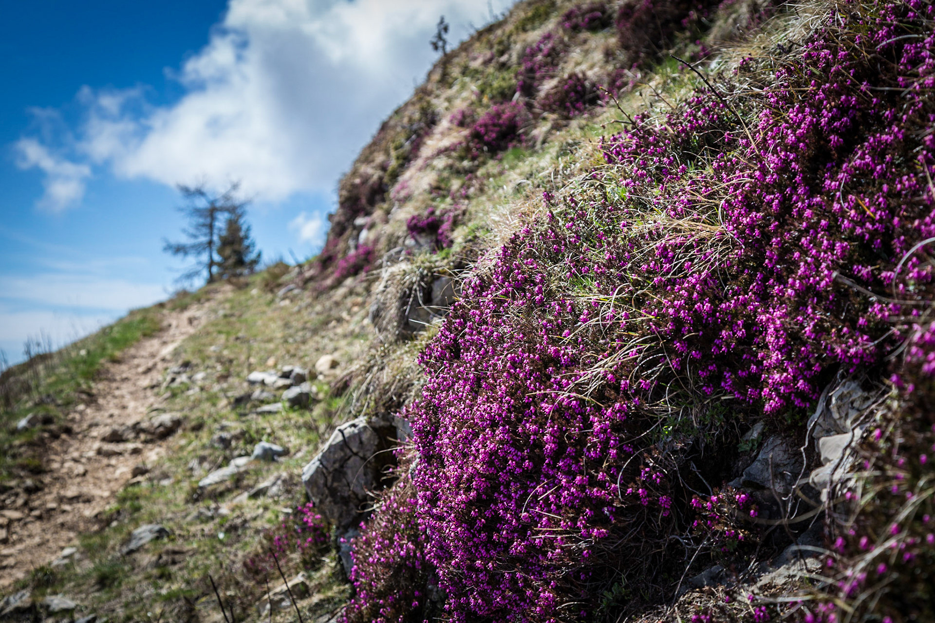 Heather in alpine spring.