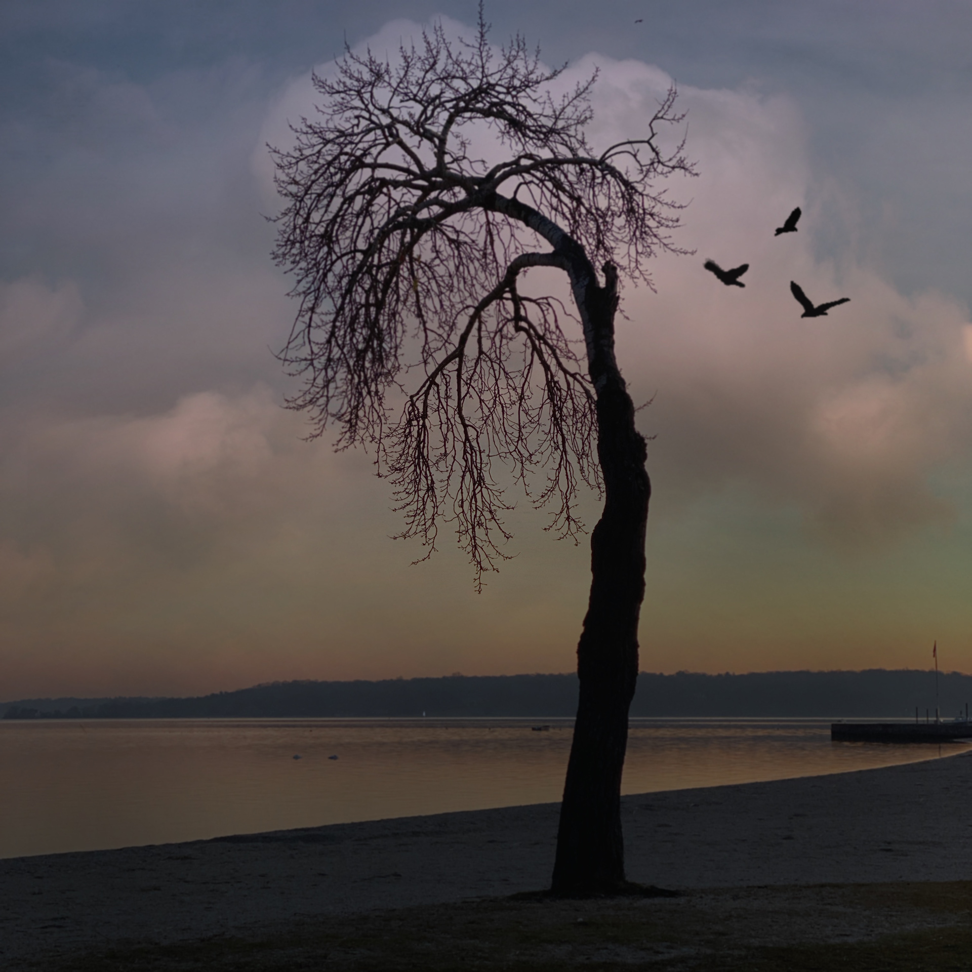 heatherwilson.photography Sad Tree