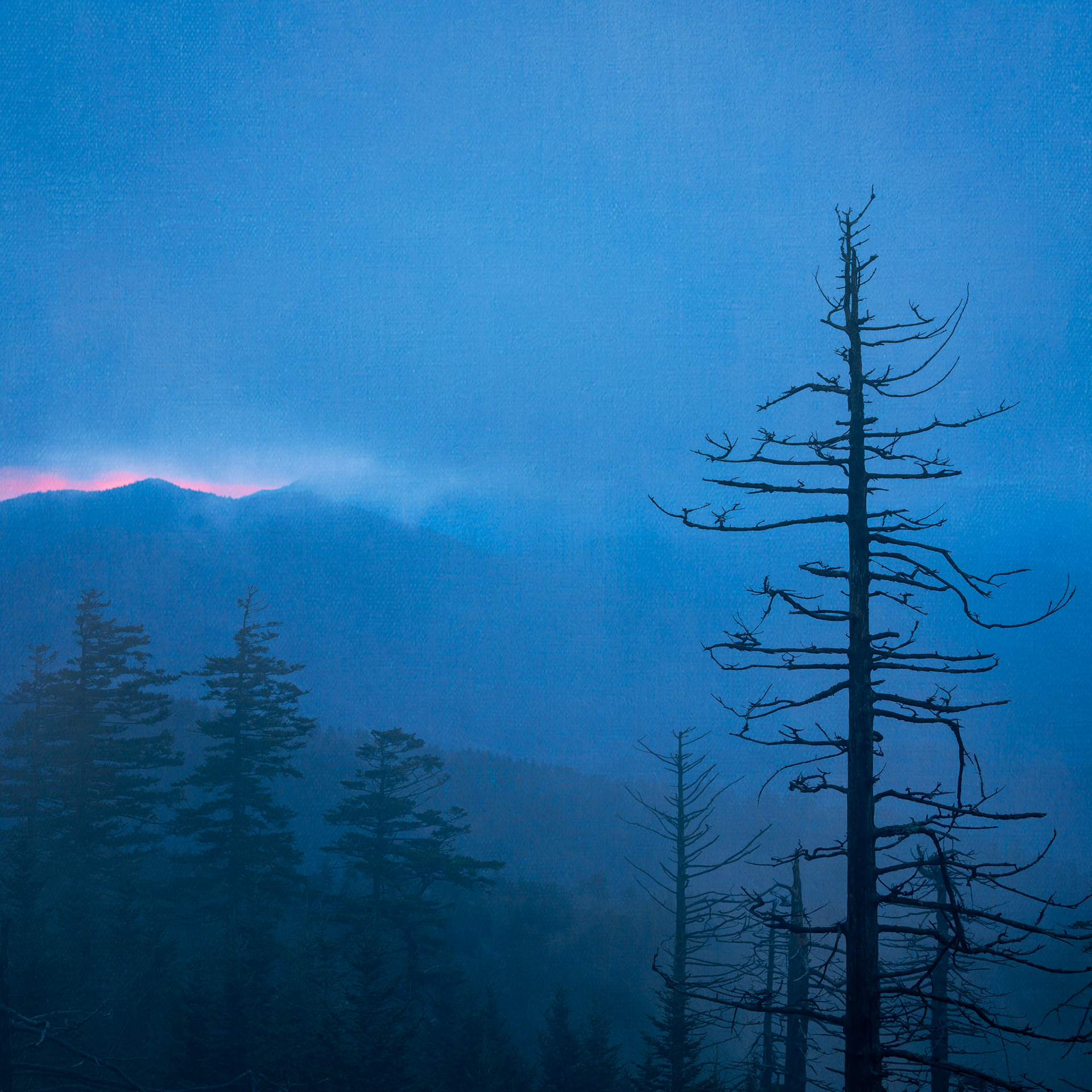 Foggy dawn