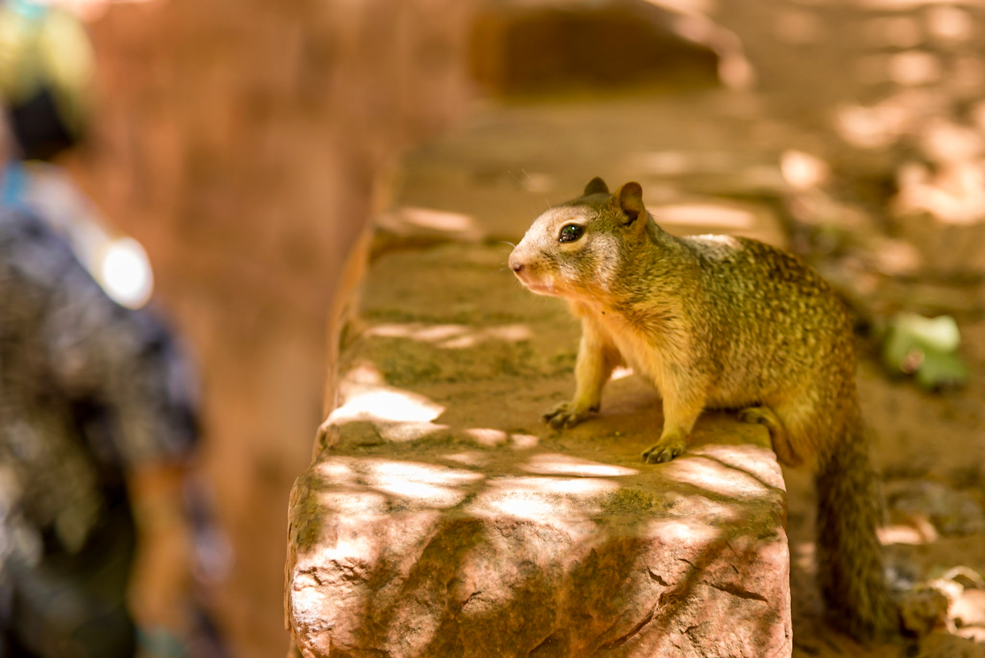 021 Un écureuil gourmand s'approche