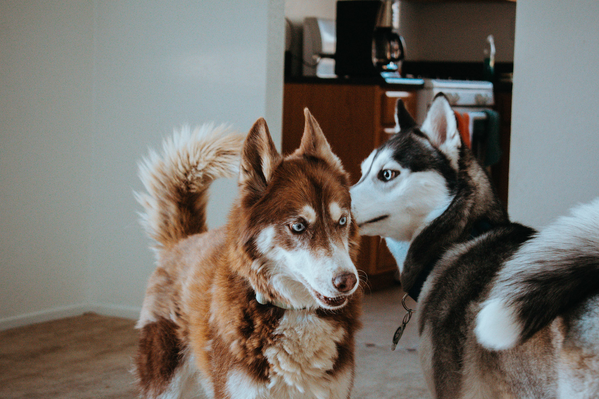 Сибирский хаски. Хаски фото собаки портрет. Аляскинский маламут короткошерстный. Хаски любовь. Хаски обнимашки.