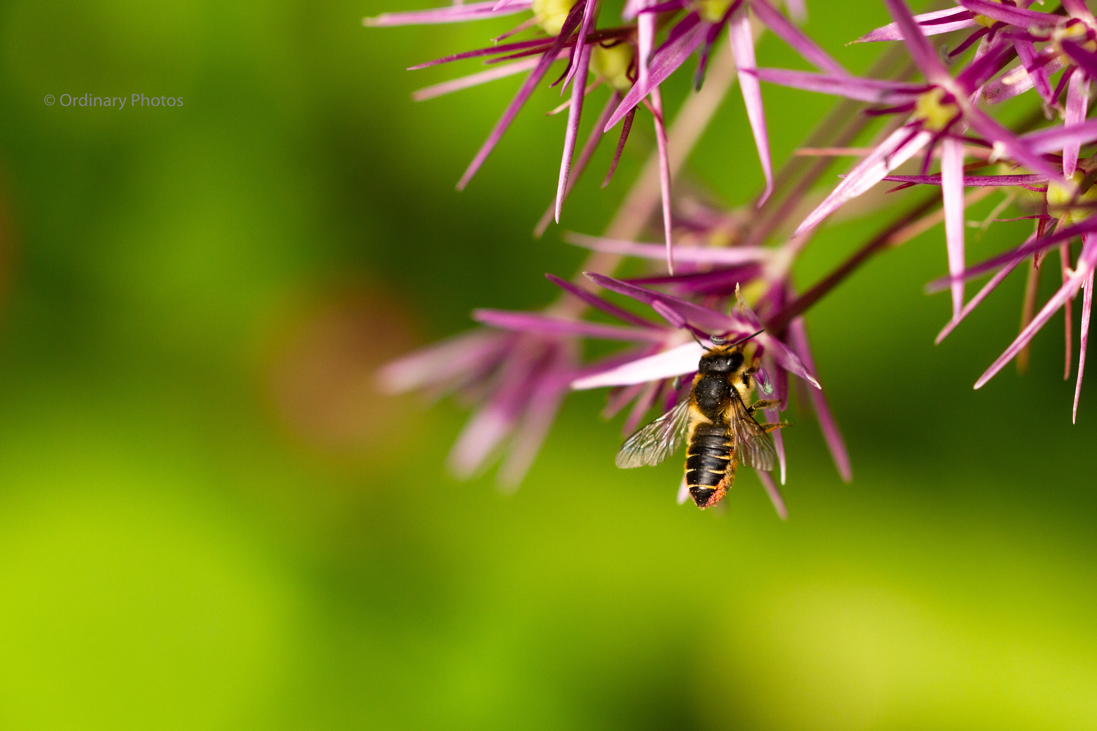 Vermoedelijk een behangersbij (Tuinbladsnijder)