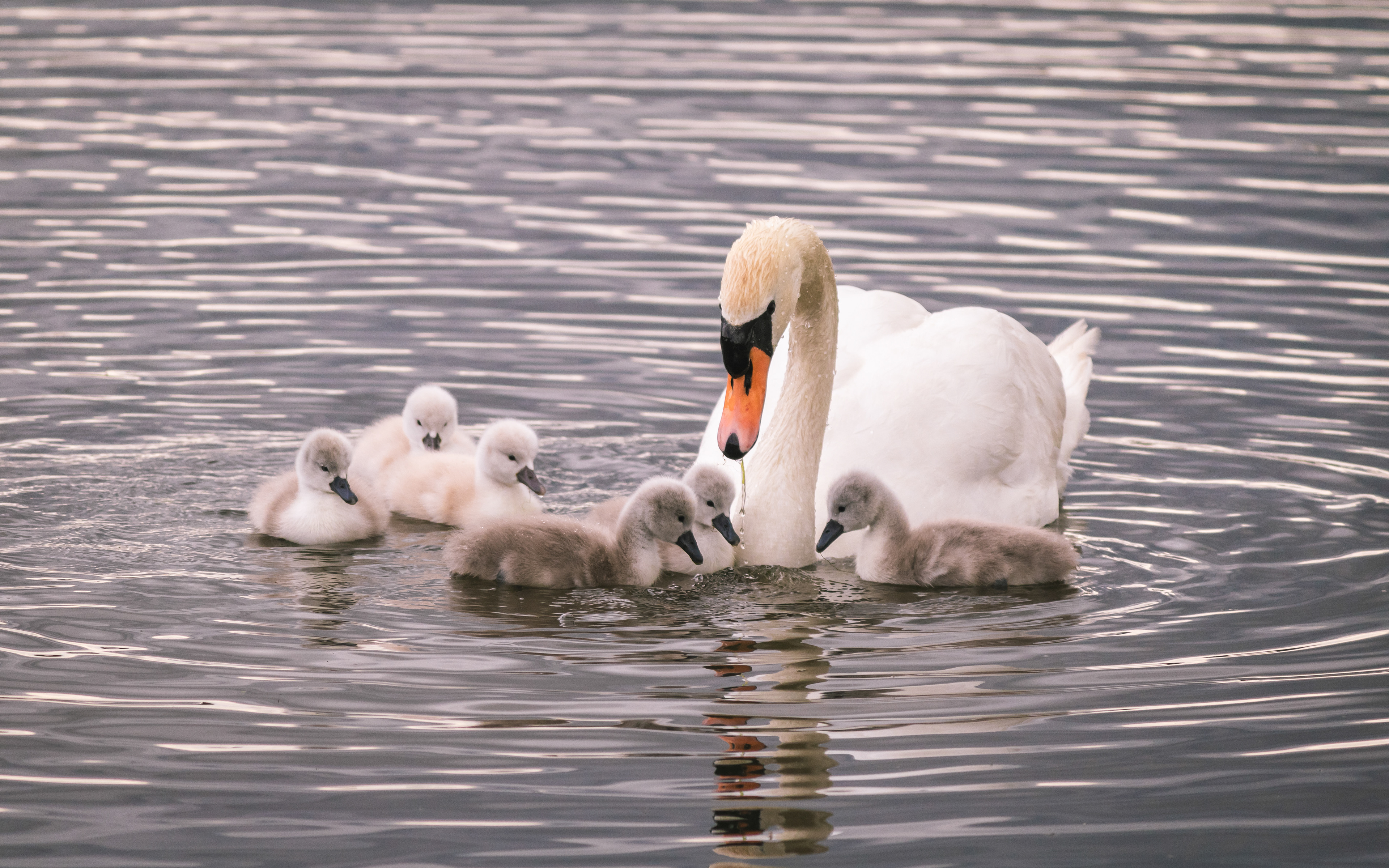 Swan with Cygnets, UK, 2021