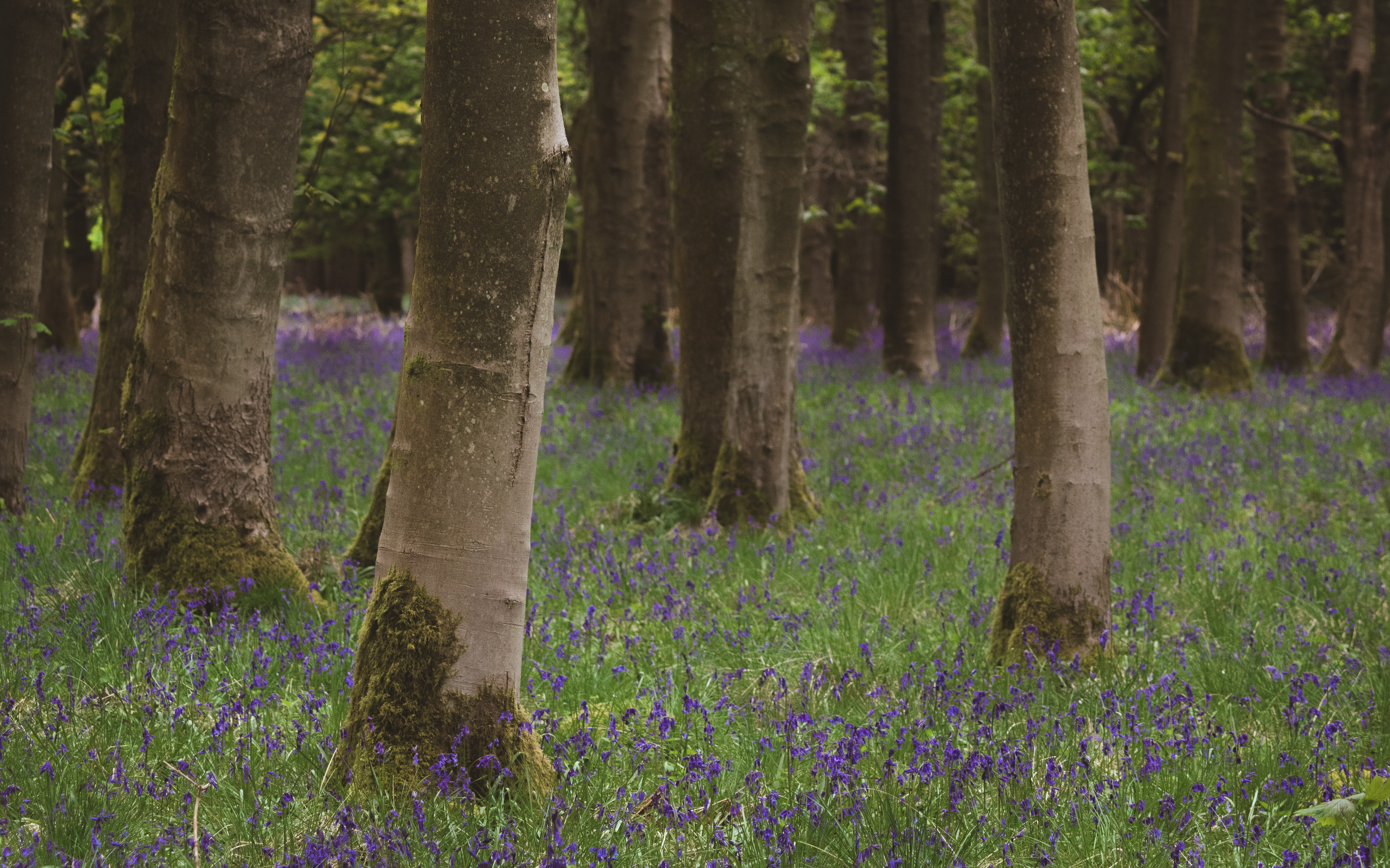 Bluebells in Chalet Wood, UK, 2021