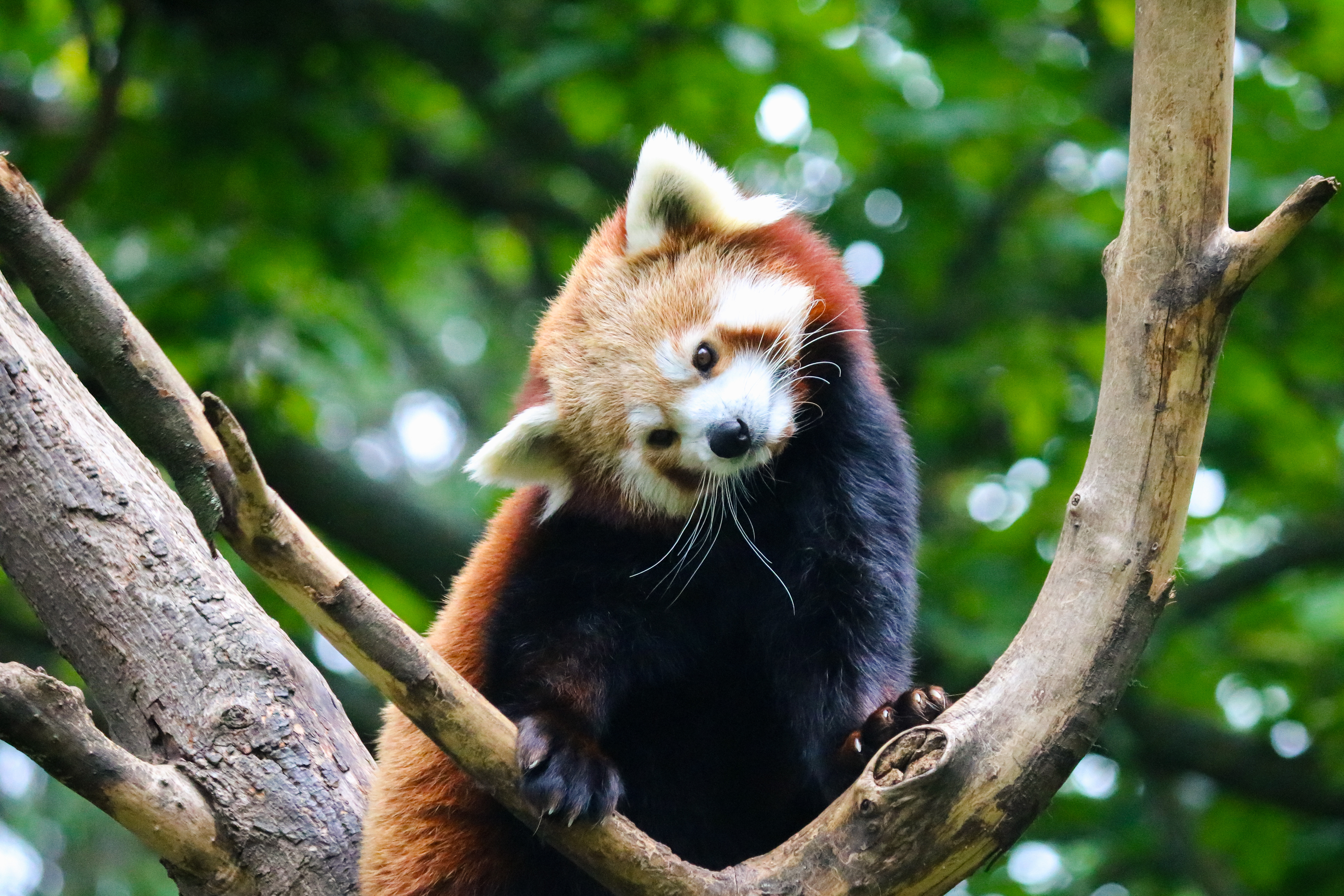 Red Panda, 2019