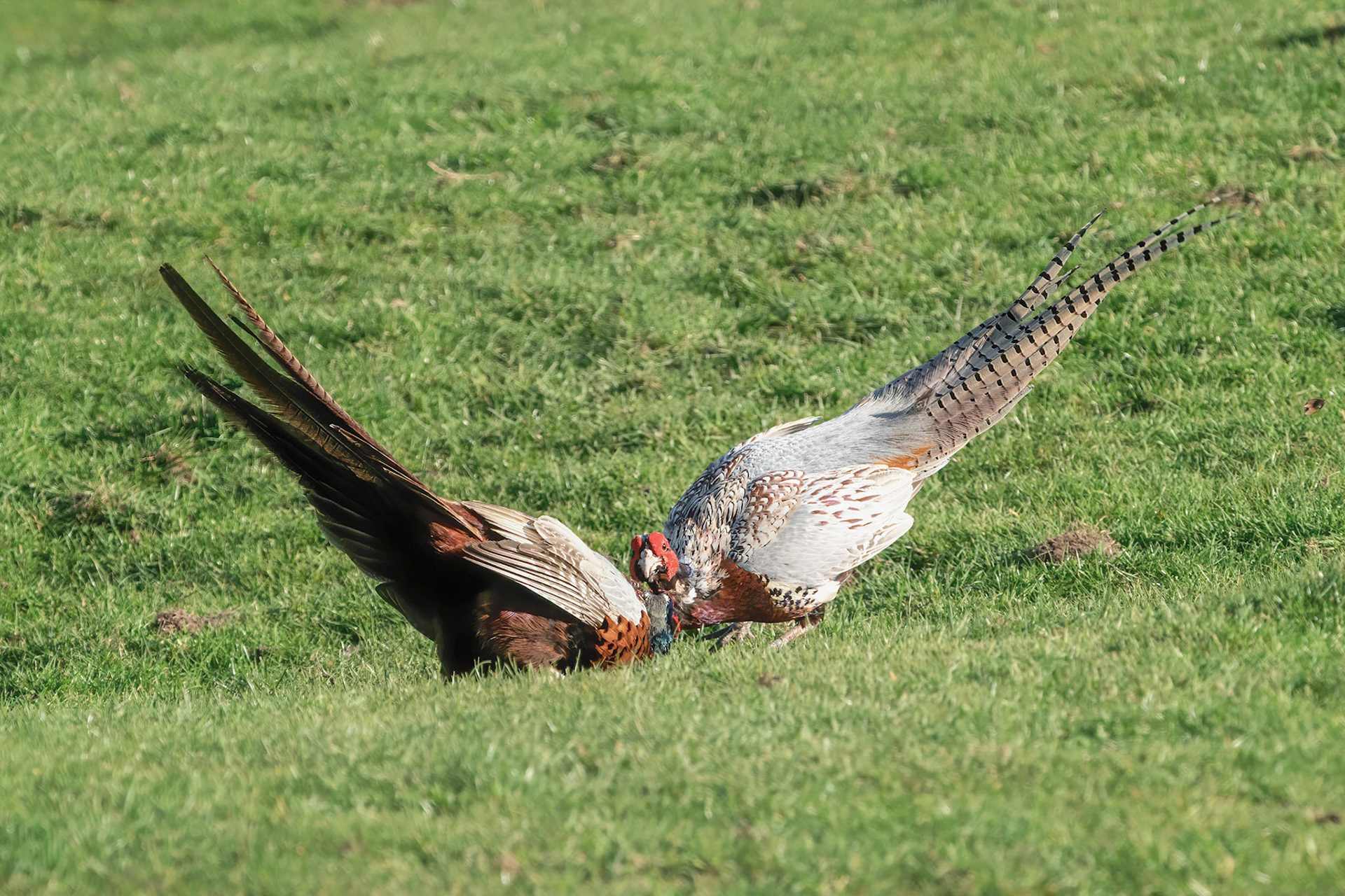 Pheasant Wars 3