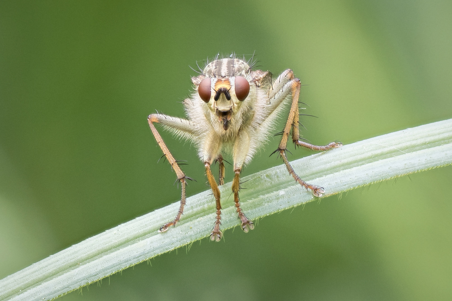 Robber Fly