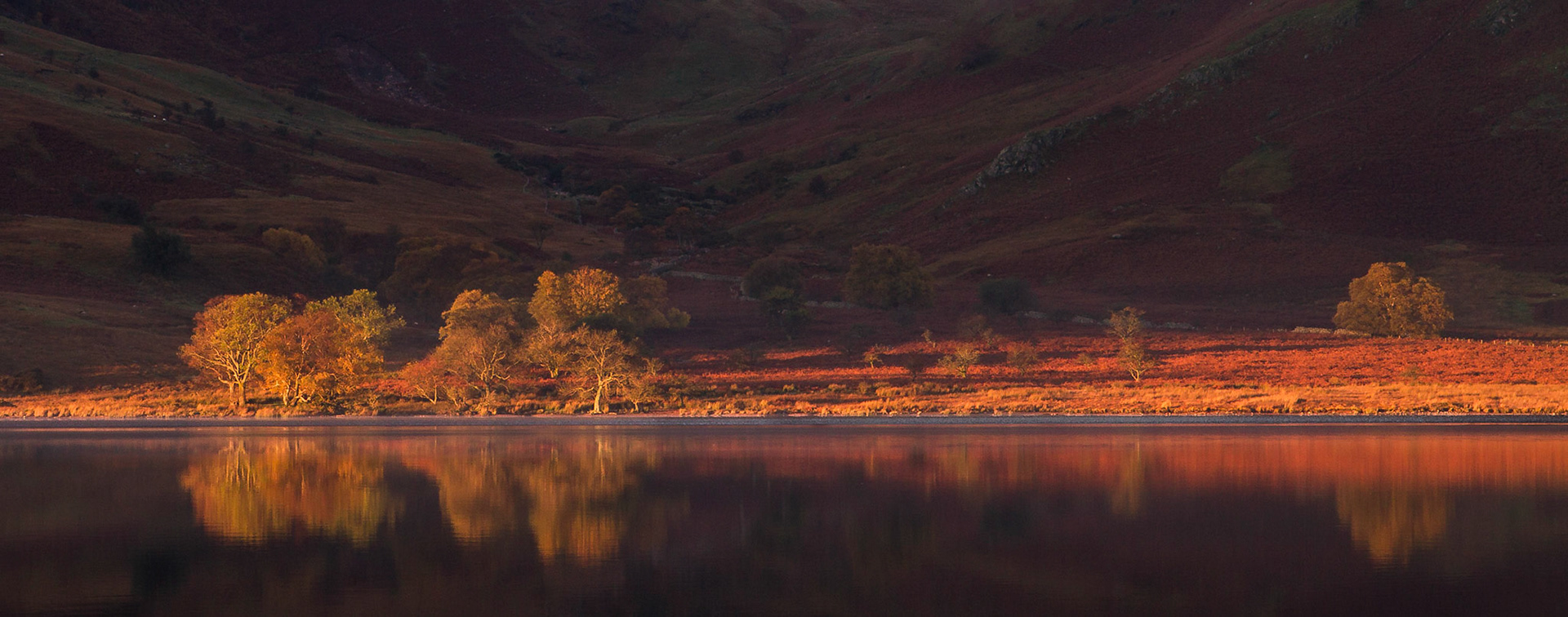 Sunlit Trees