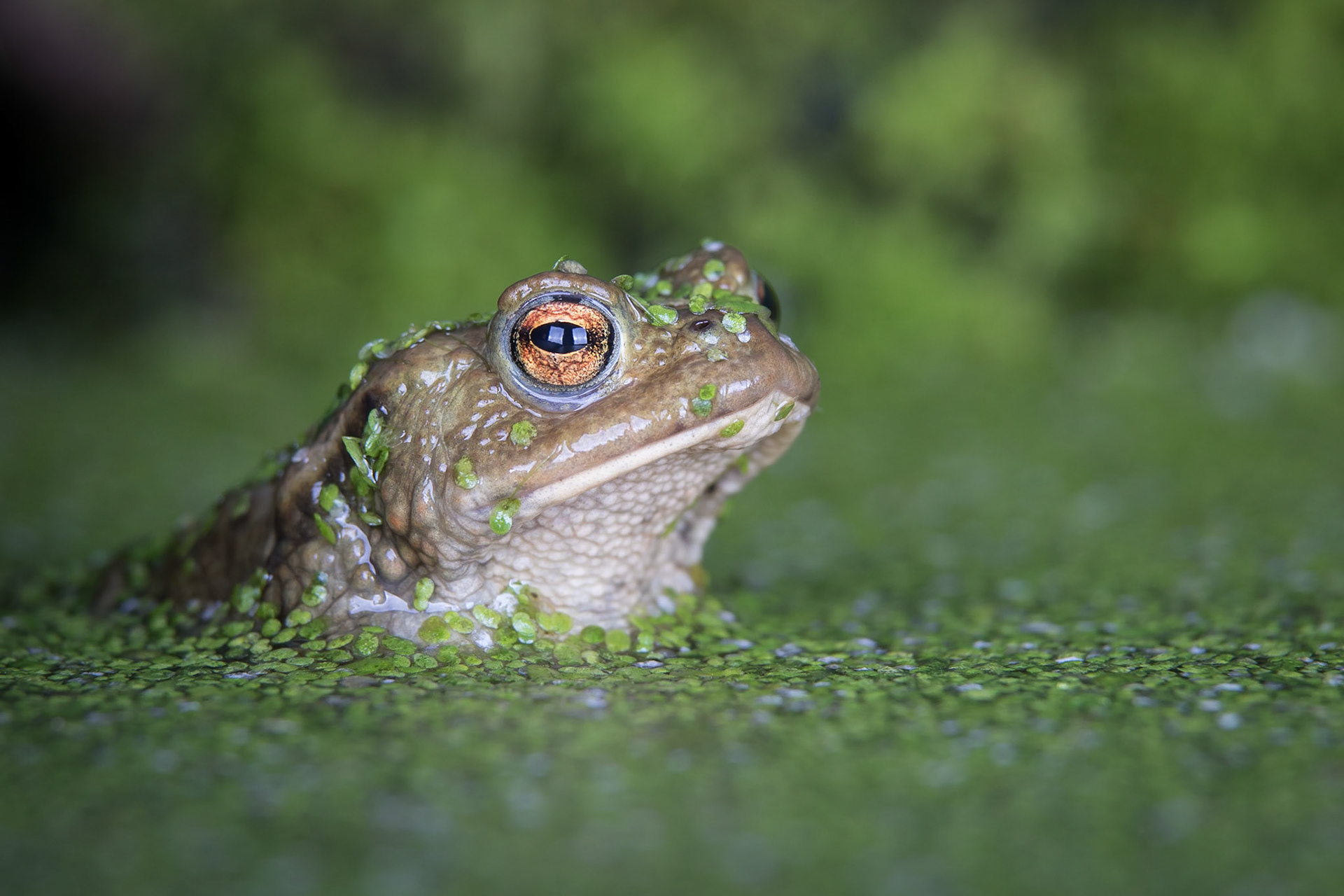 Common Toad 2