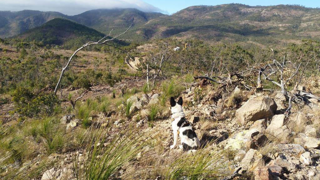 Sparky - Northern quoll surveys Mt Emerald FNQ