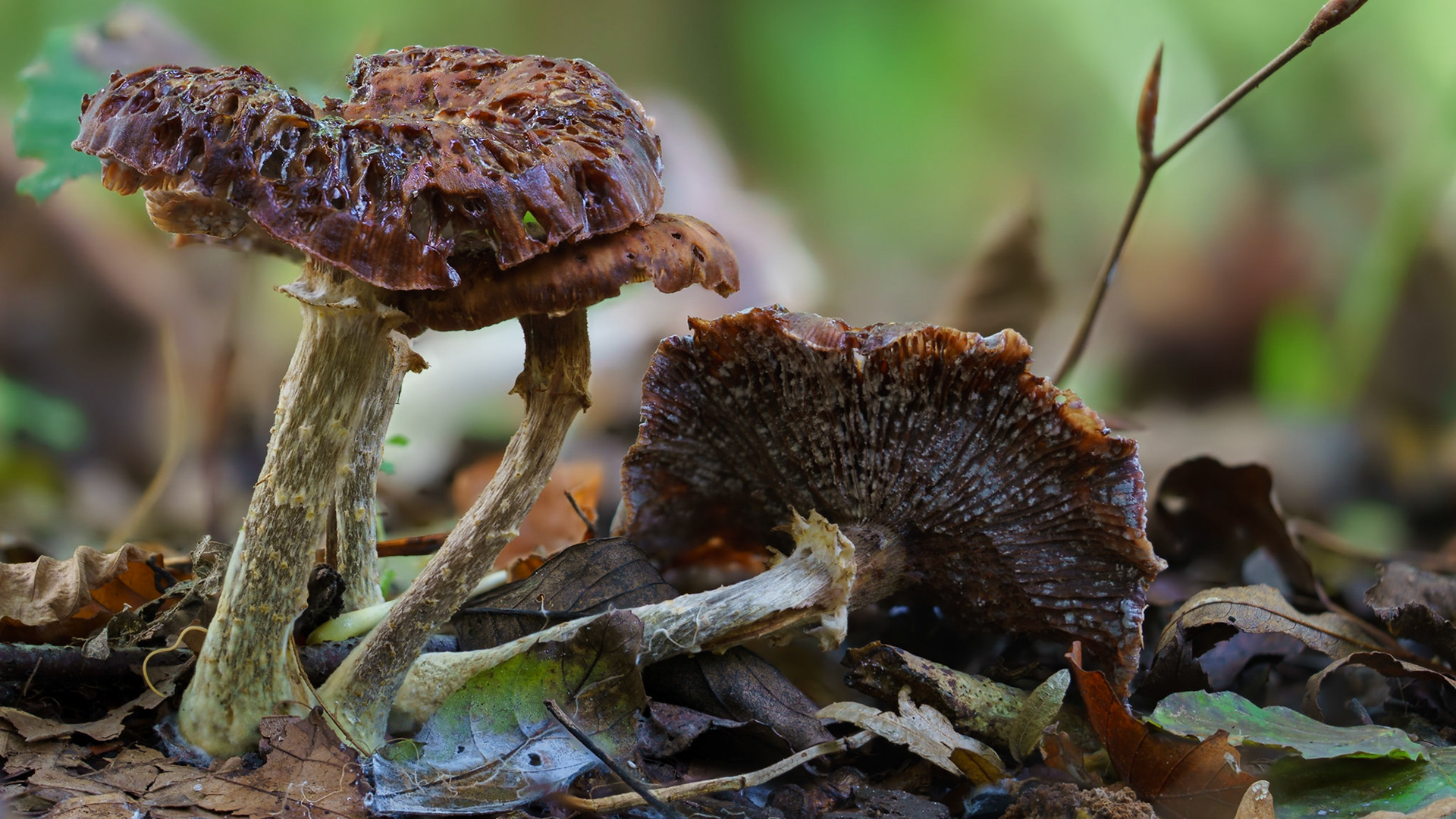 © fotoJAAP