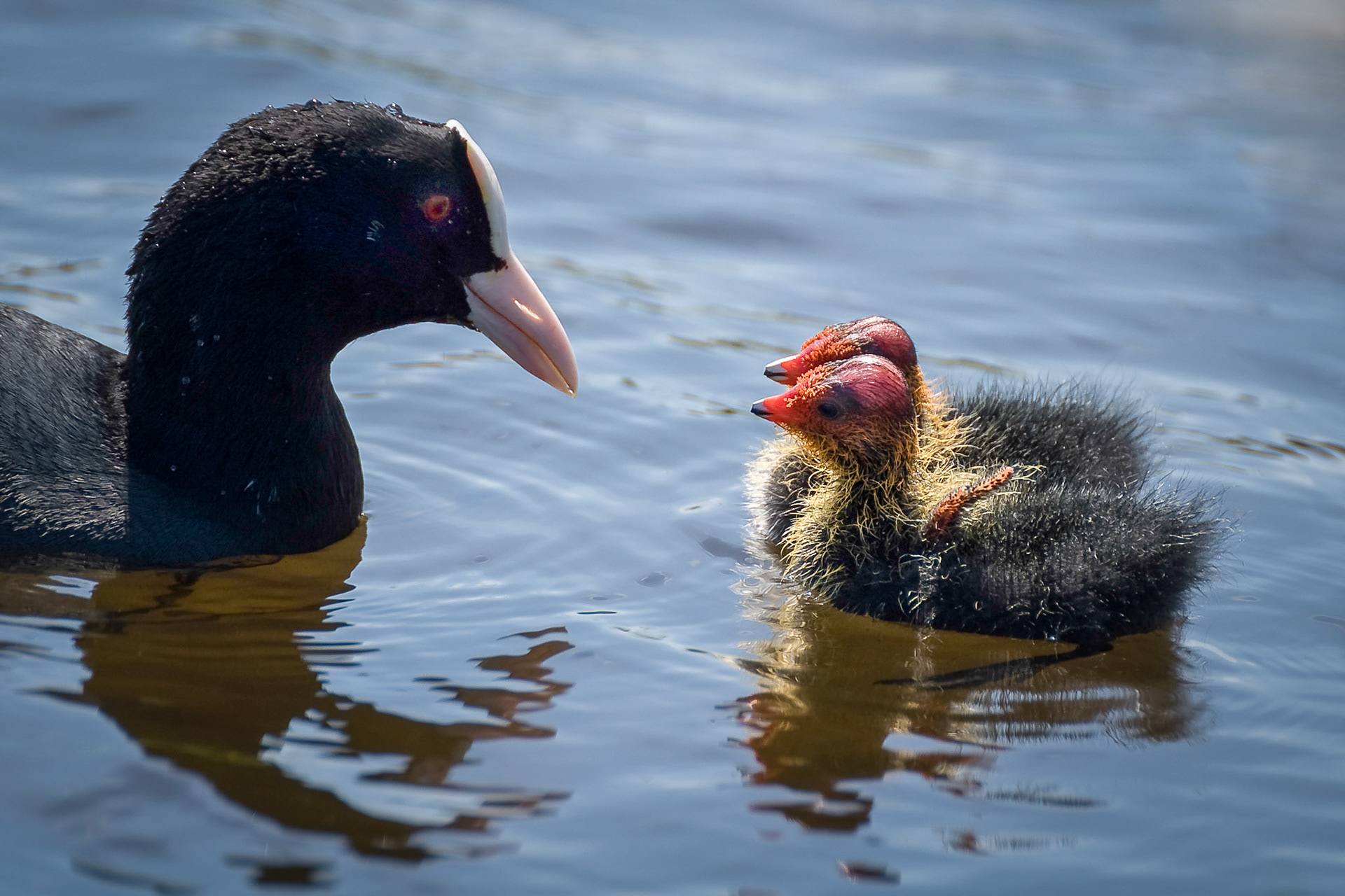 © fotoJAAP