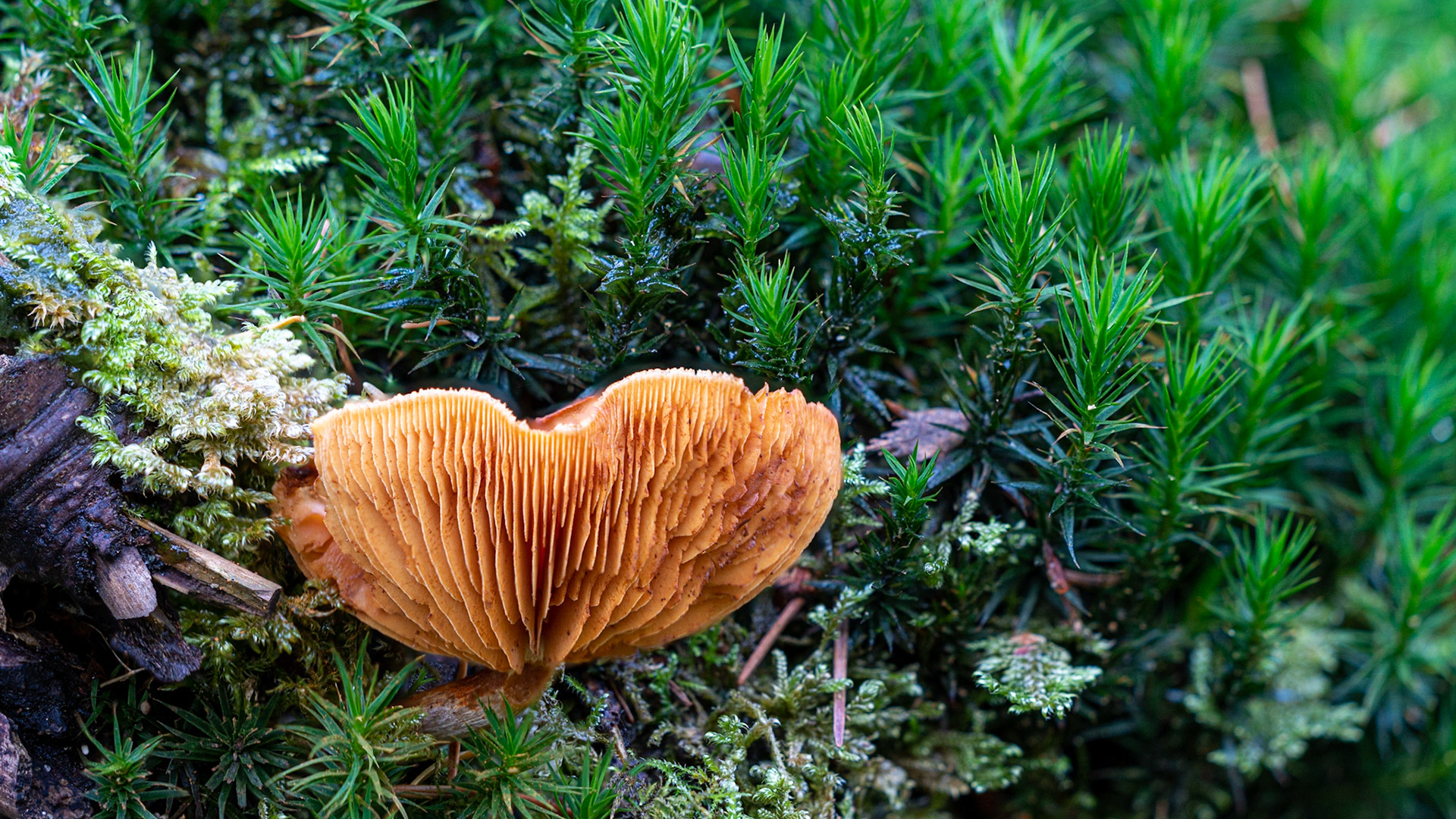 © fotoJAAP