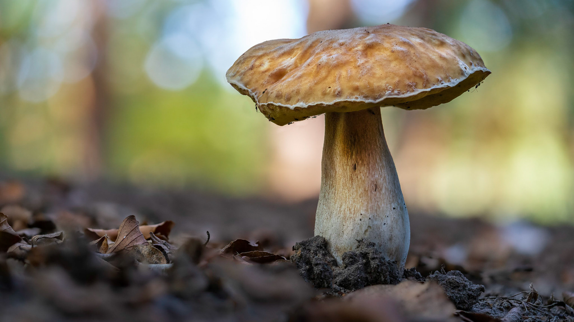 © fotoJAAP