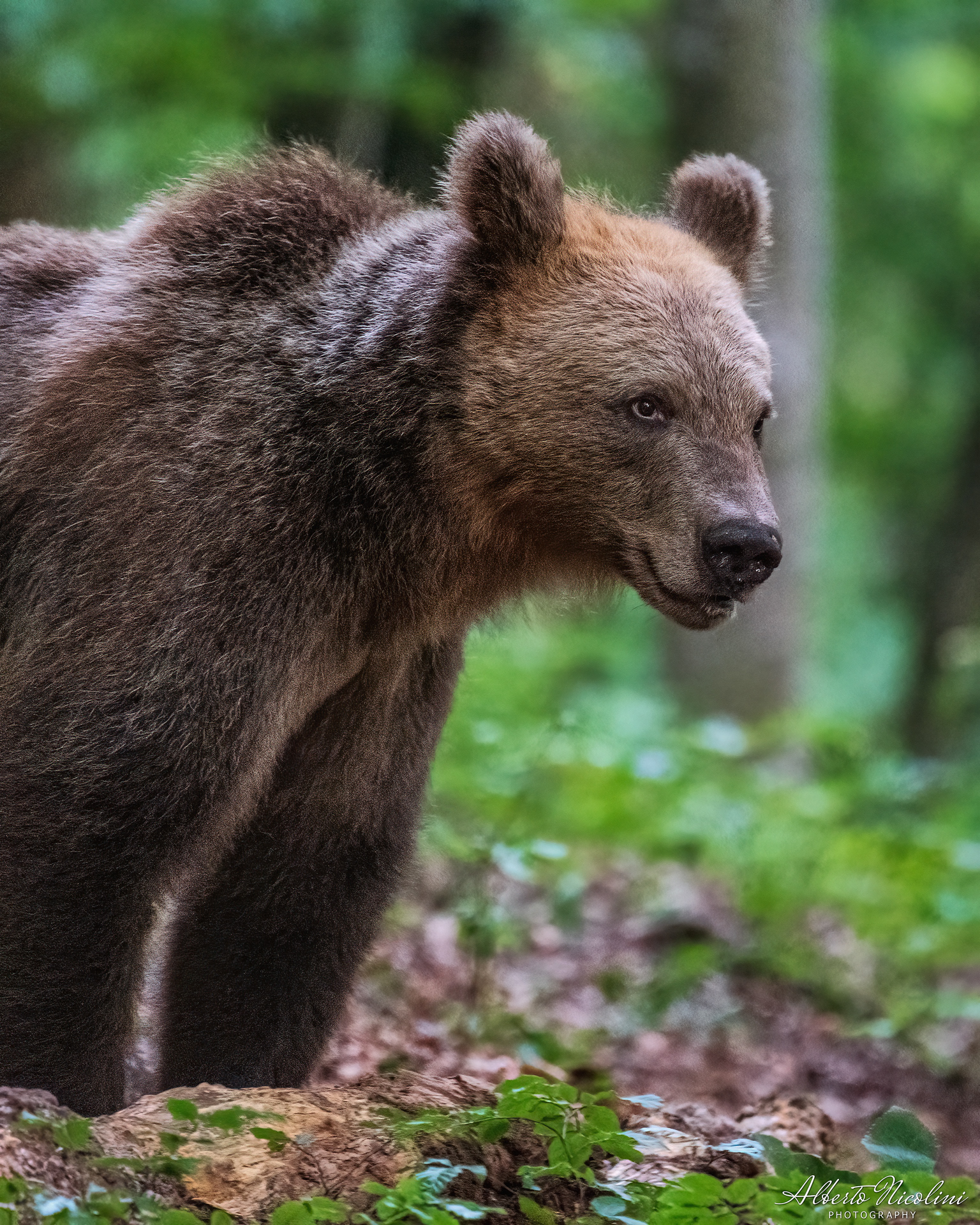 Orso Bruno
