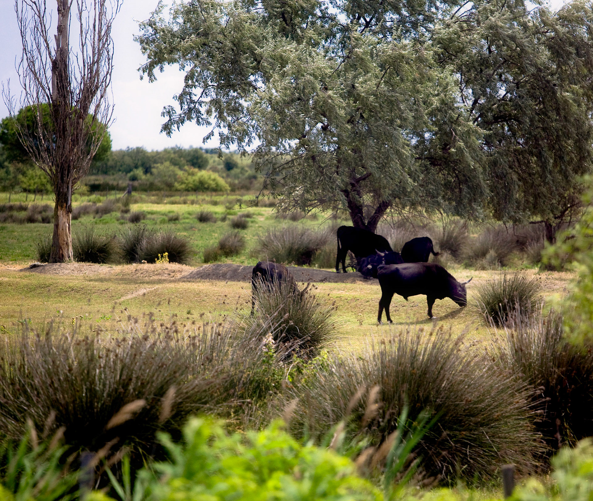 Camargue