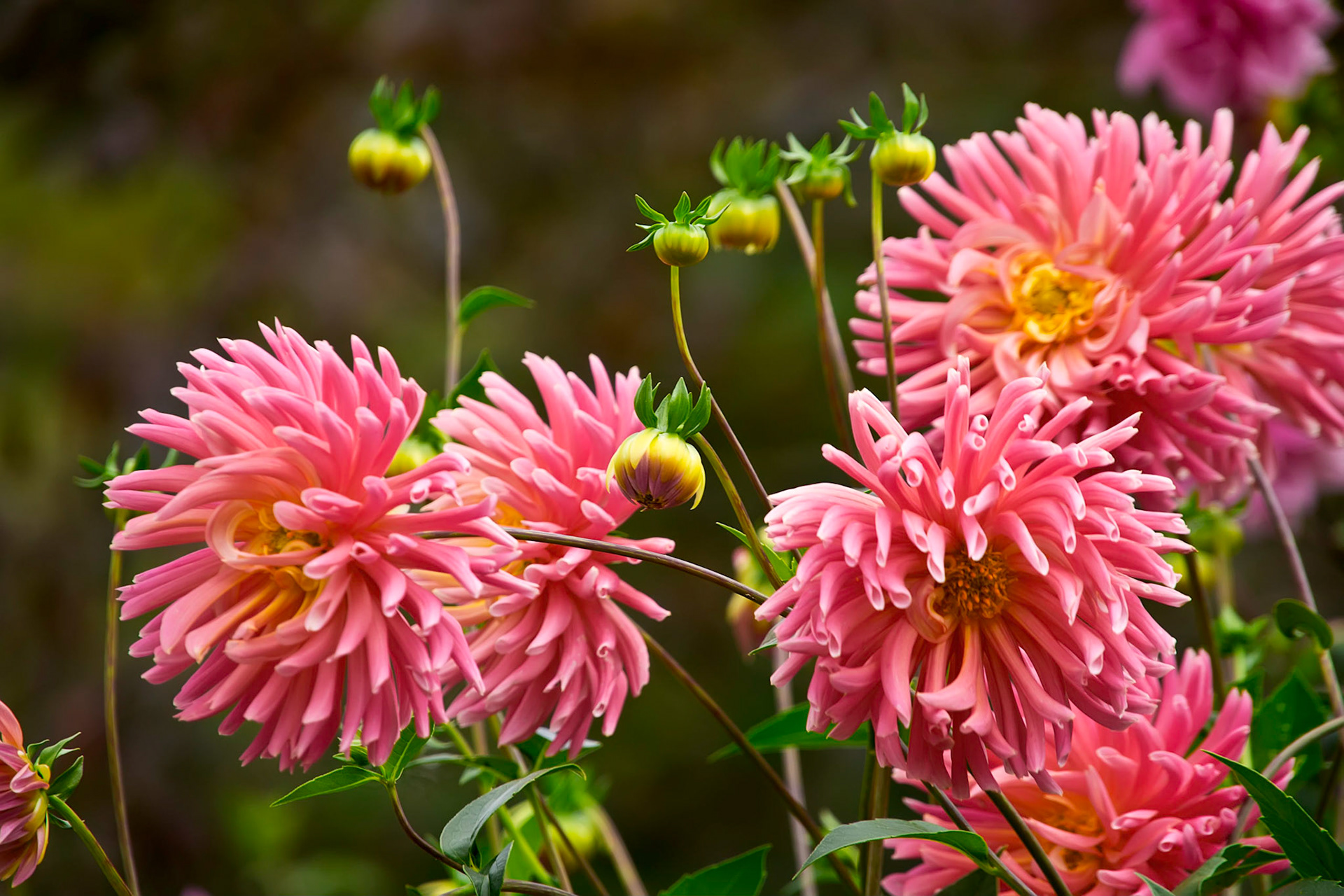 Giverny