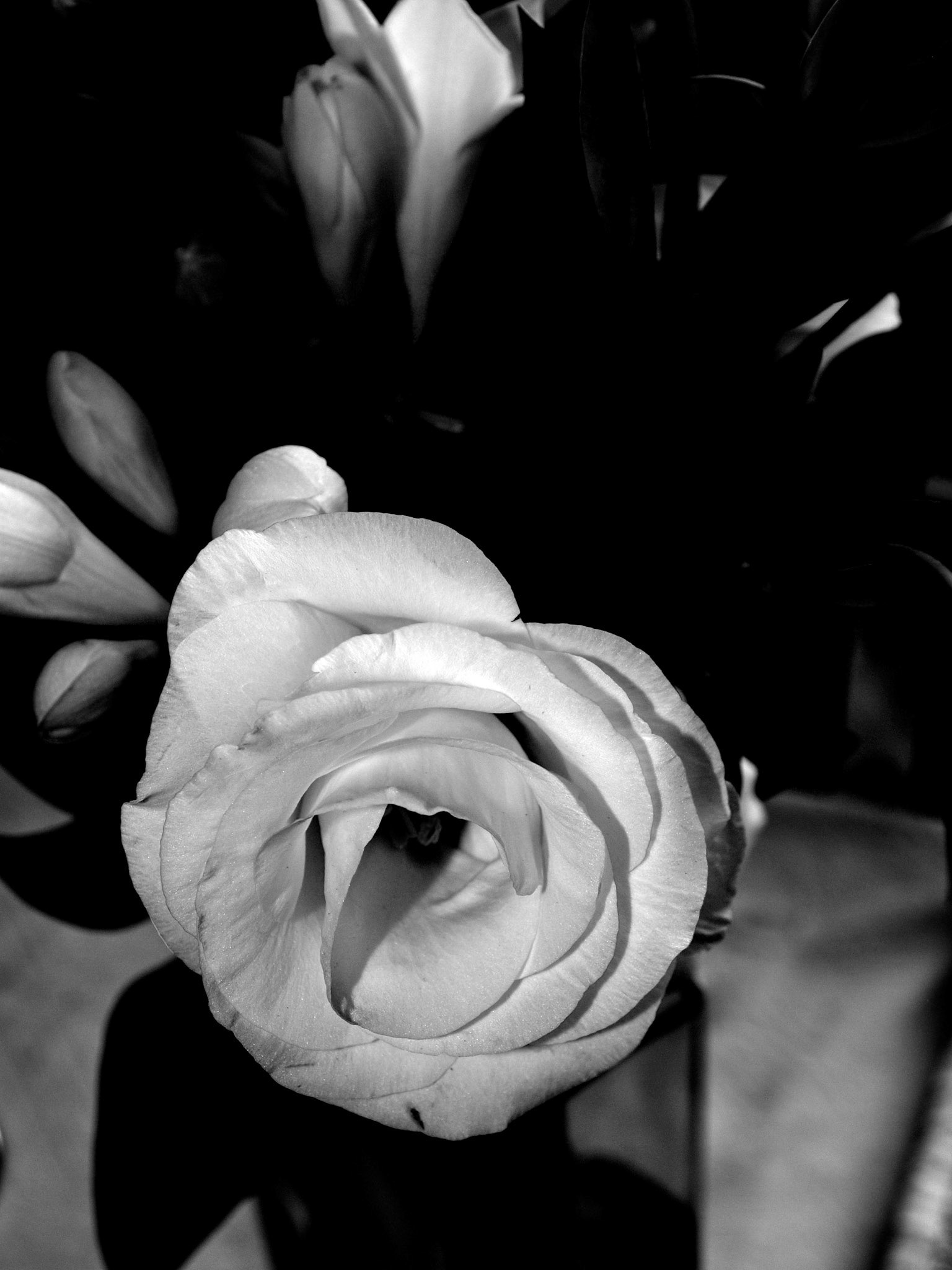 Still Life