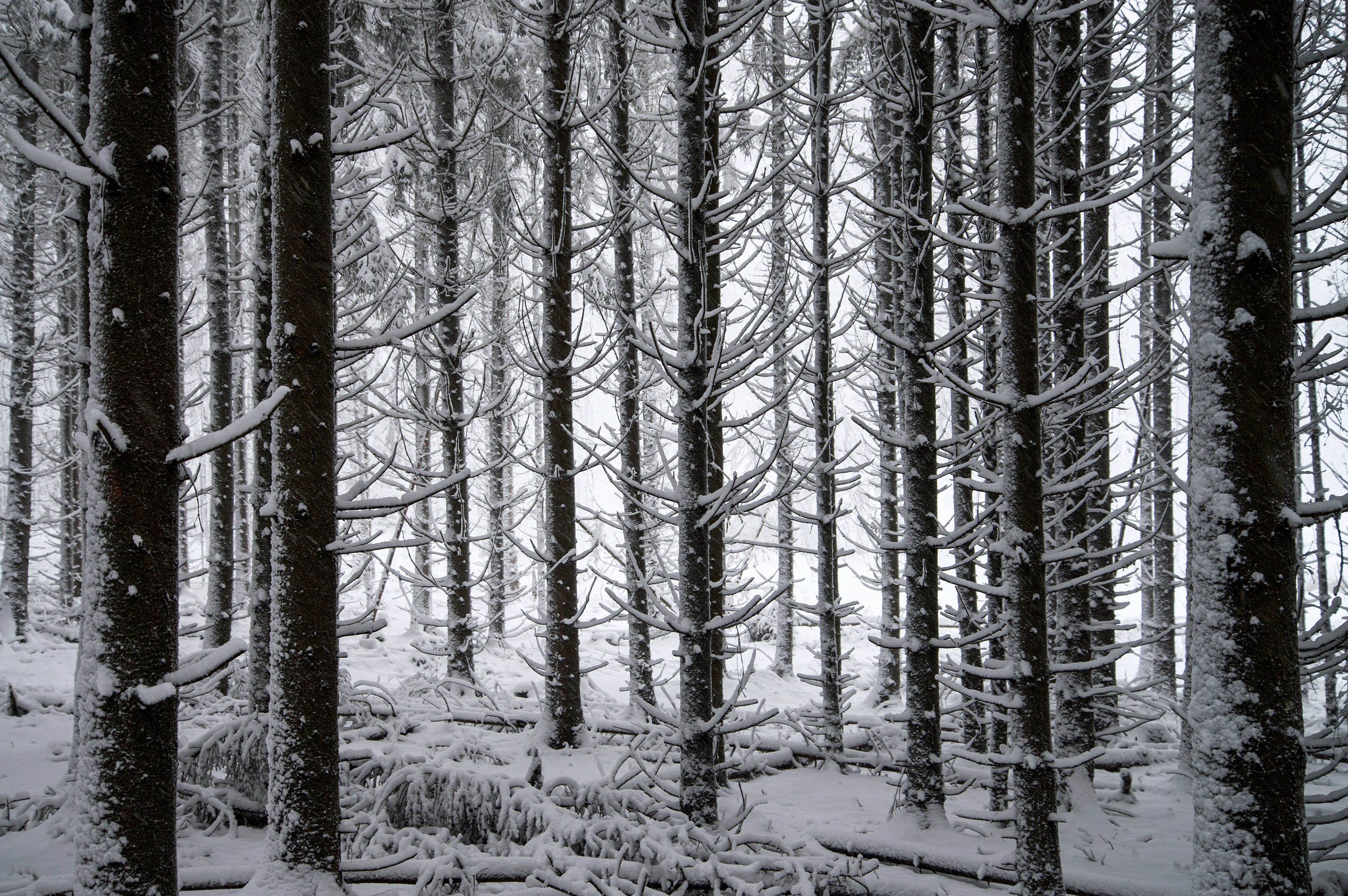 Baumstämme mit kahlen Ästen im Winter
