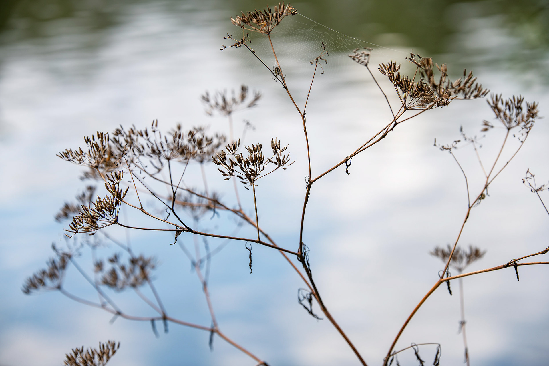 Spinnentier - Kelsterbach - ©Klaus Ohlenschläger
