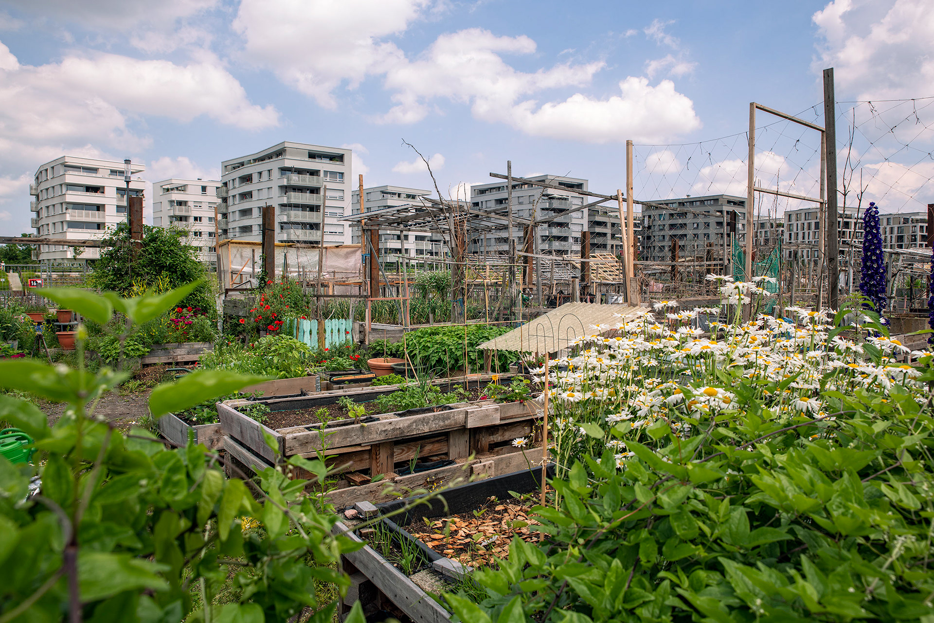 Urban Gardening - Offenbach Hafen - ©Klaus Ohlenschläger