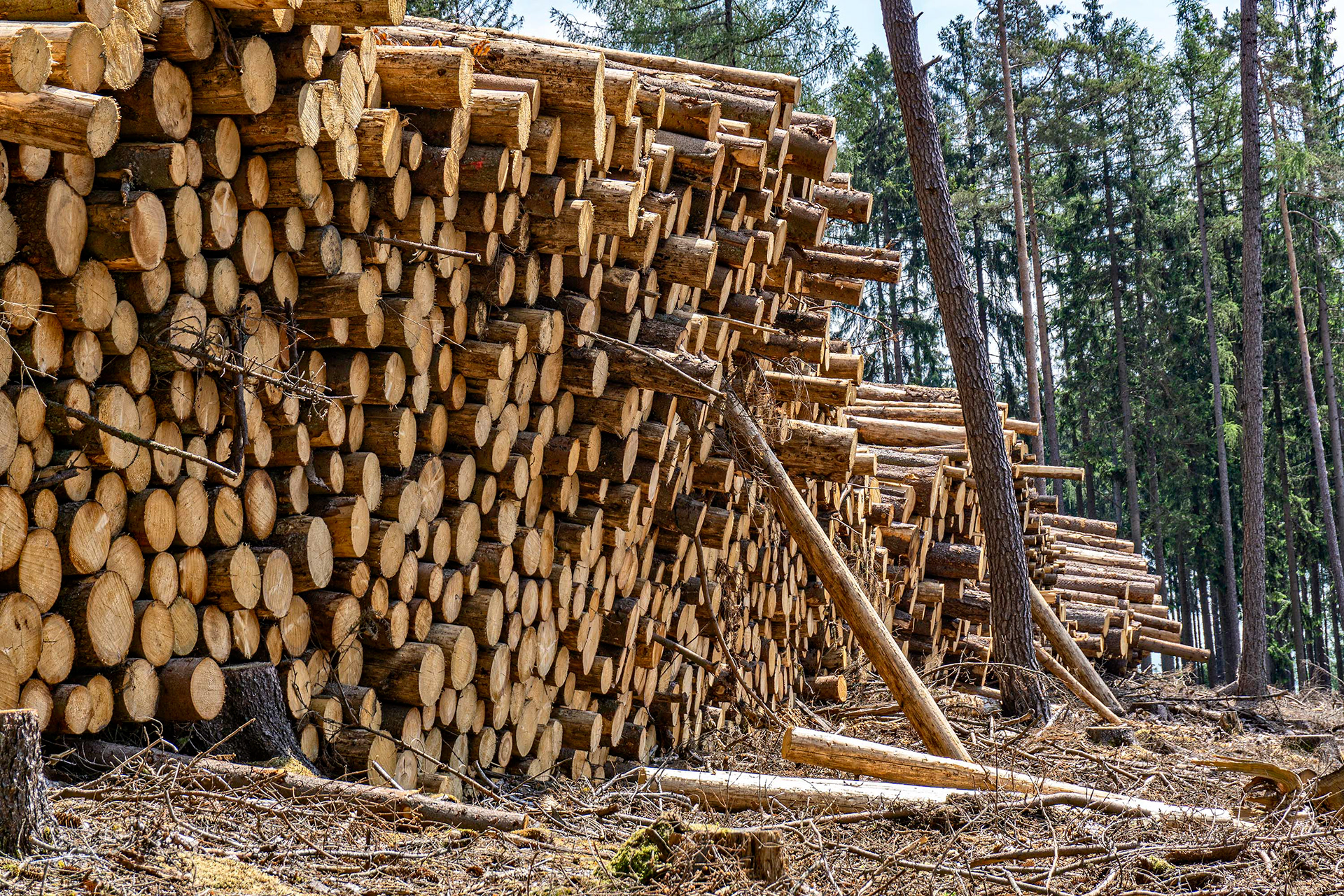 Gestapelte Holzstämme Nähe Oberursel Hohemark