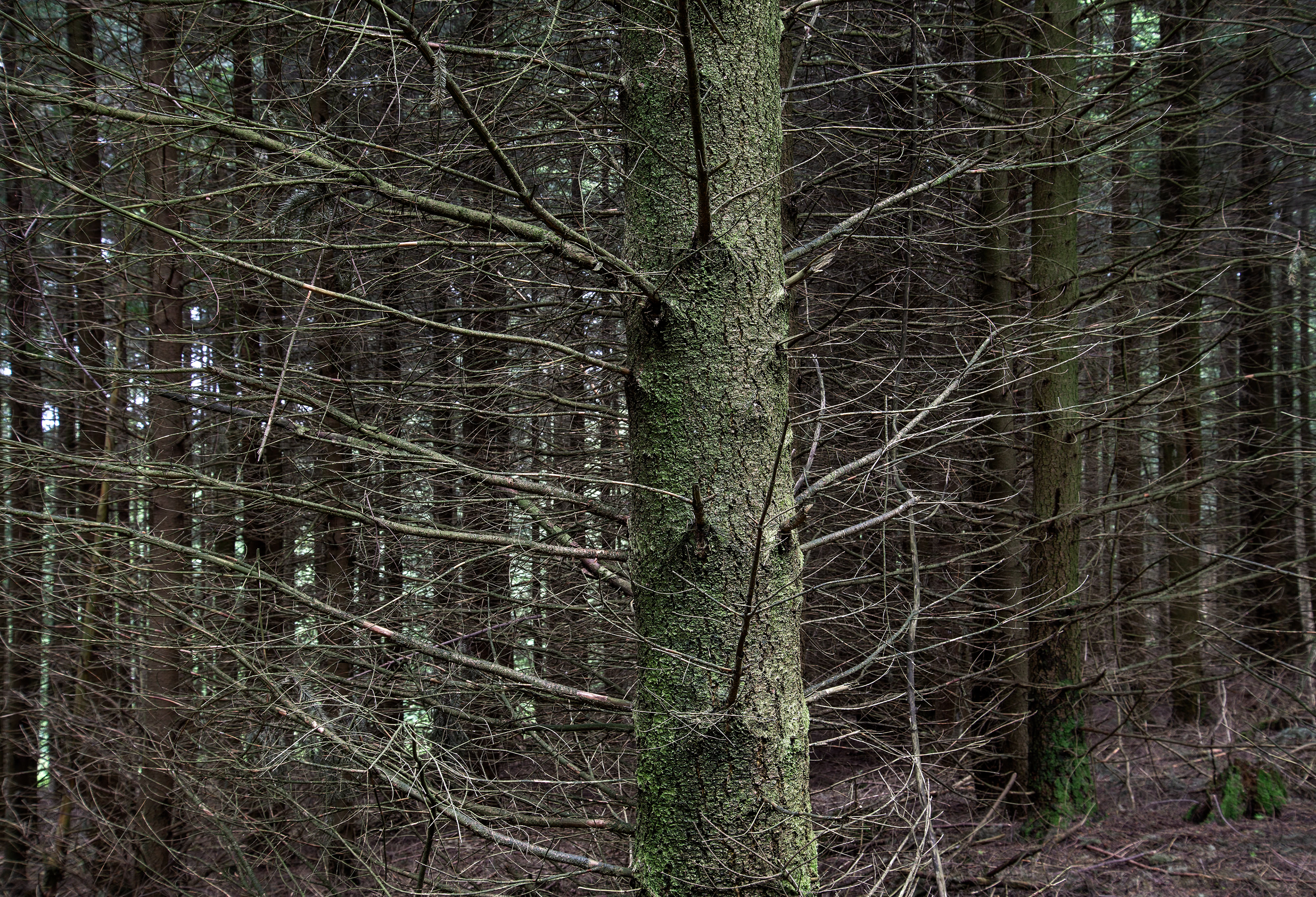 Detail eines kahlen Baumes im hessischen Taunus