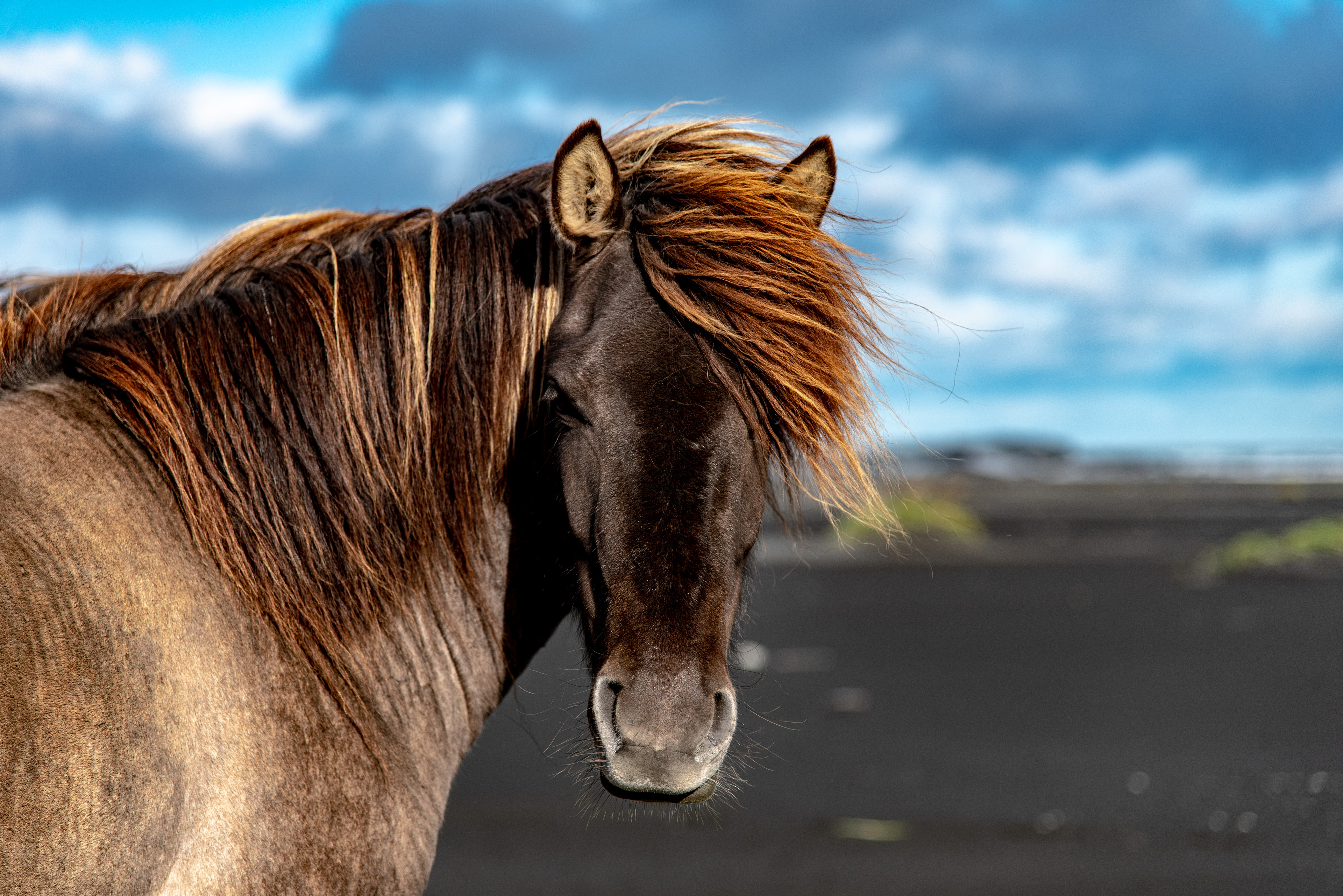 Enrique Vazquez Equus ferus caballus