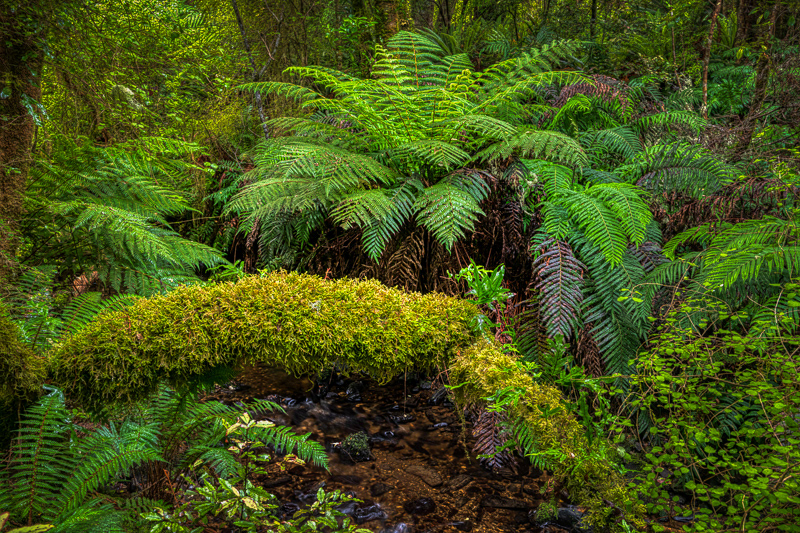 NZ Bush - Catlins