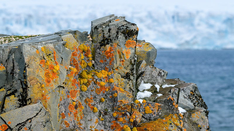 Rocks - Half Moon Island - South Shetland Islands