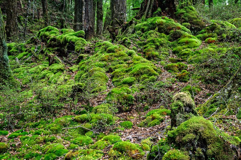 Paradise, Glenorchy - Otago