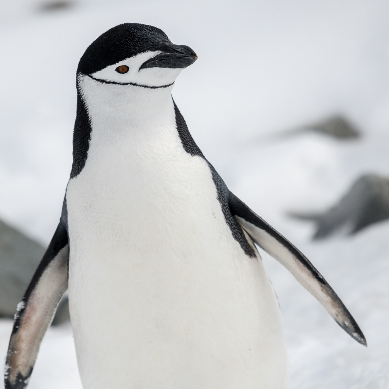 Chinstrap Penguin 4