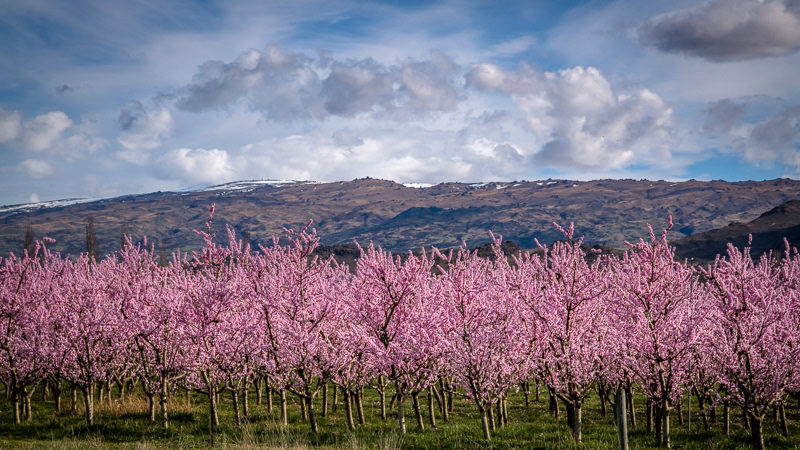 Blossom at Alexandra - Otago