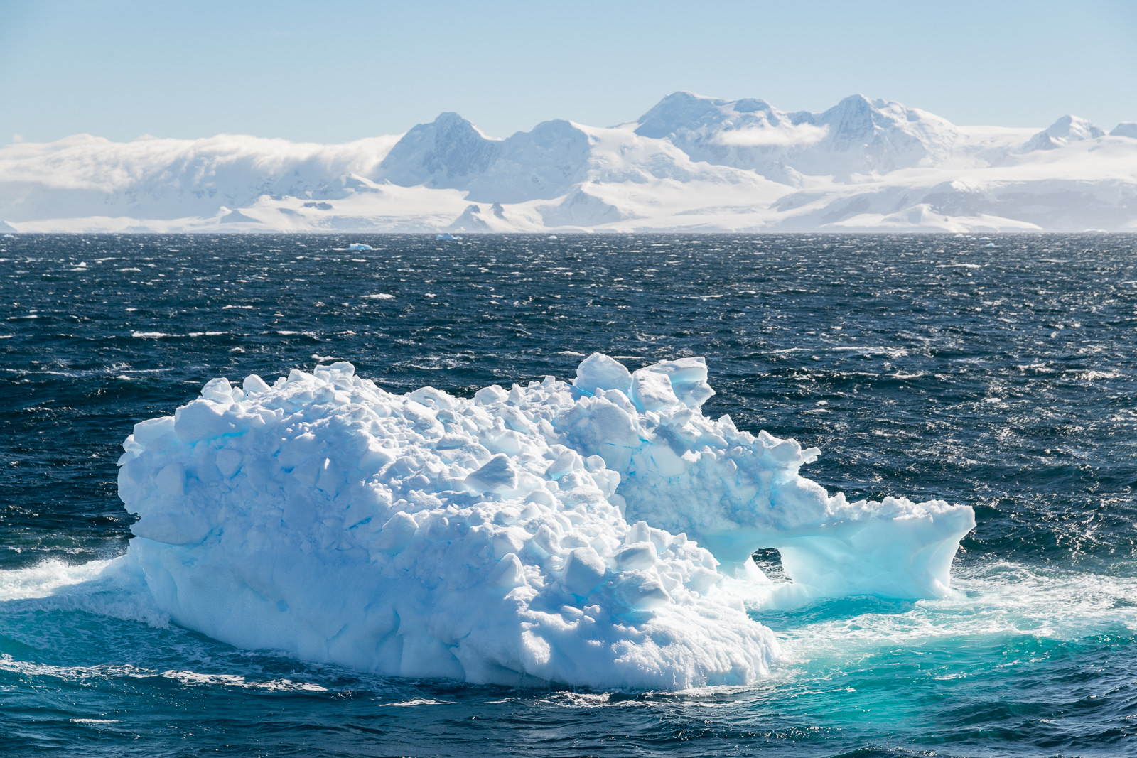 Seal on iceberg - Portal Point