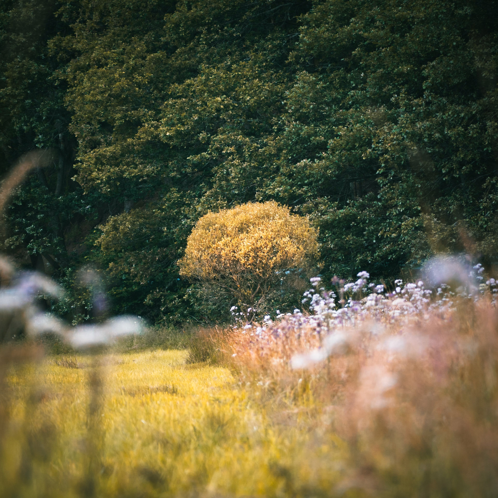 Sauerland